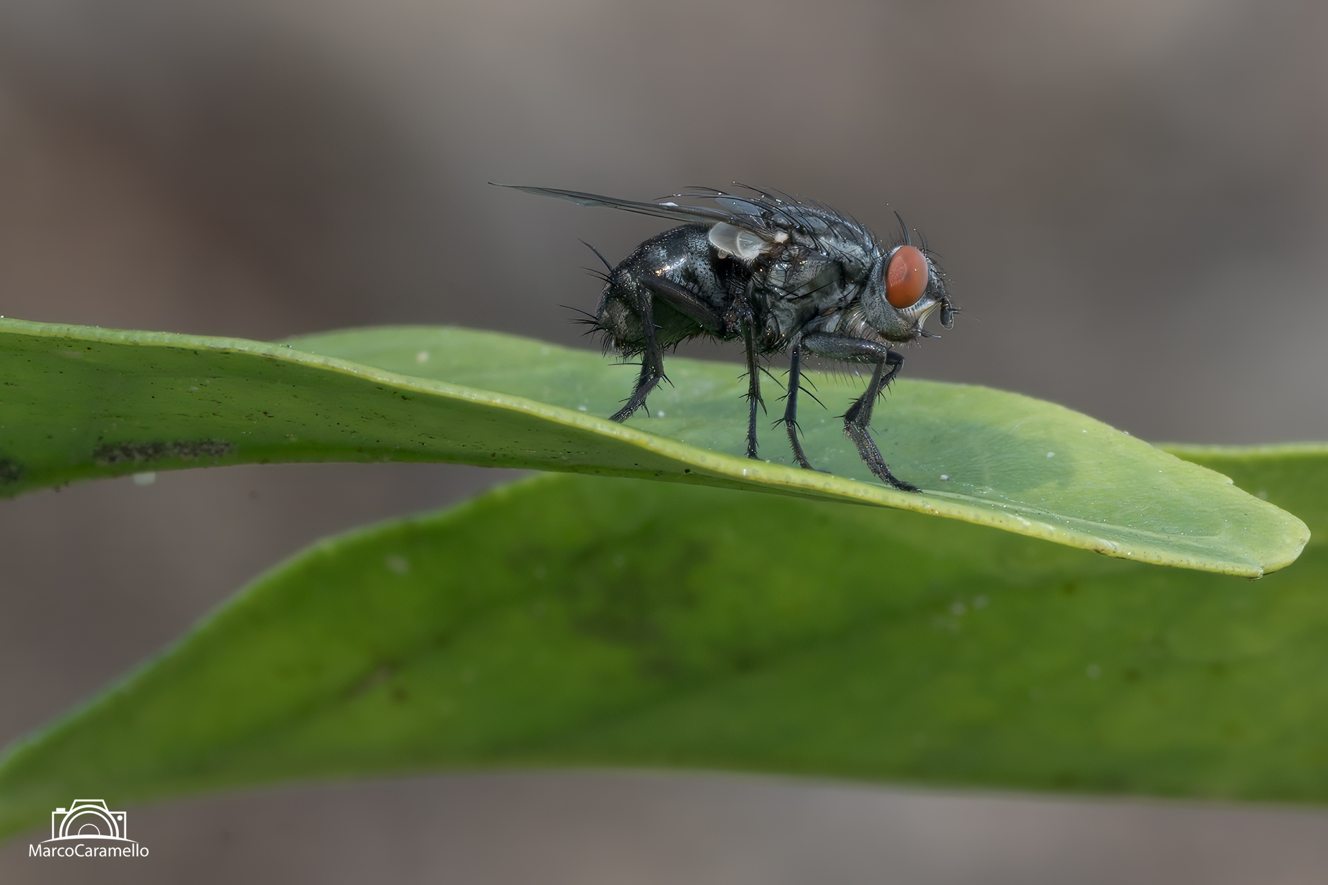 mosca