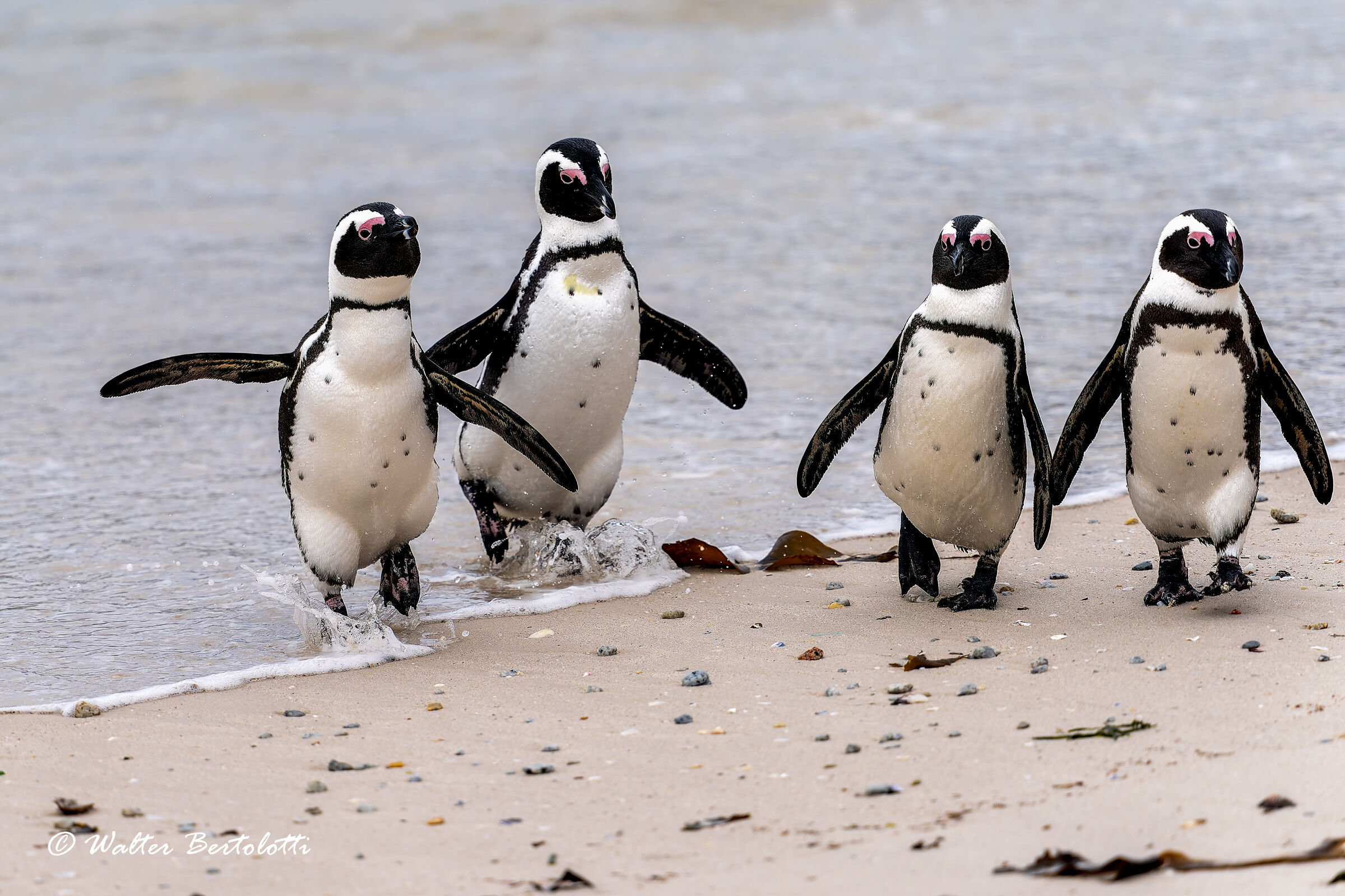 i quattro caballeros