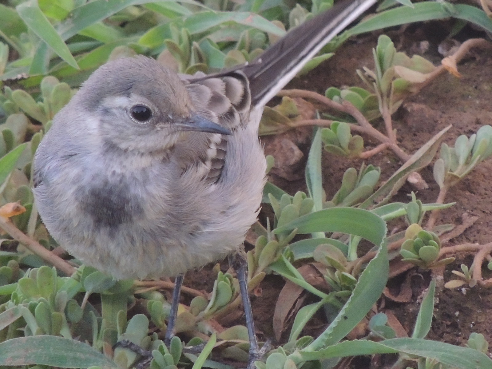 White Wagtail