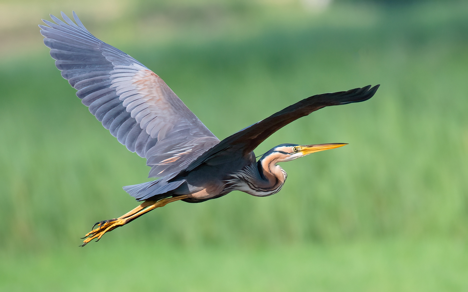 purple heron