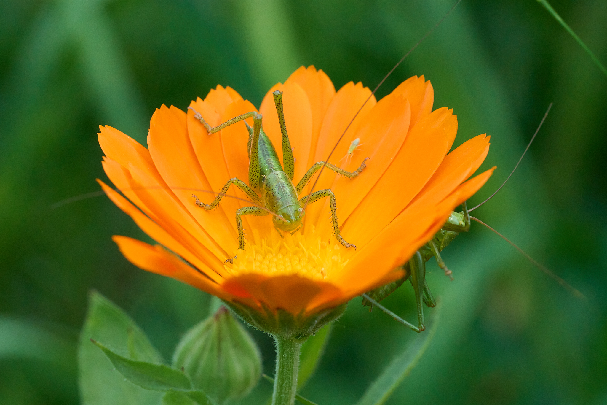 Abitanti del giardino