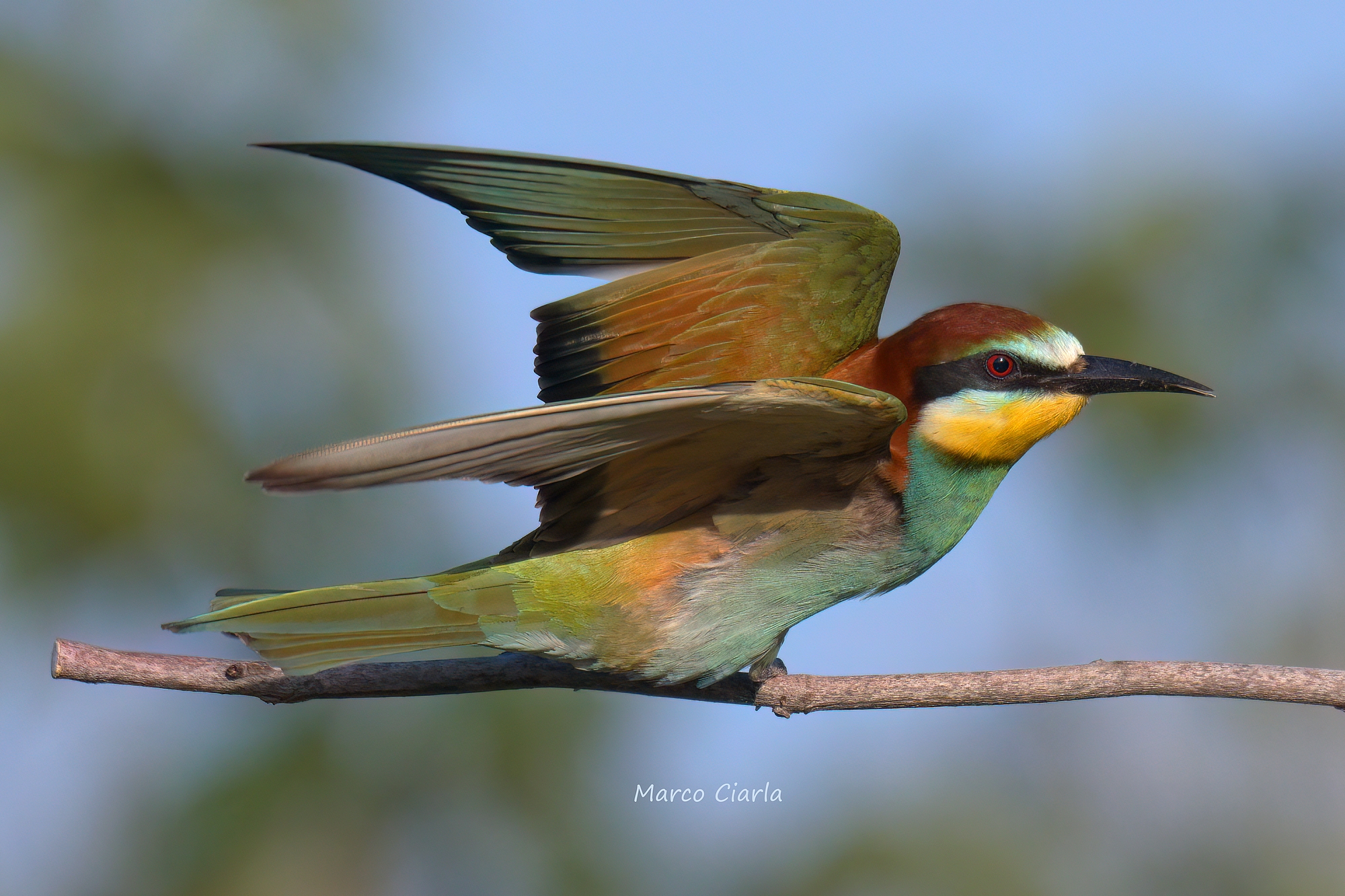 Gruccione  (Merops apiaster )
