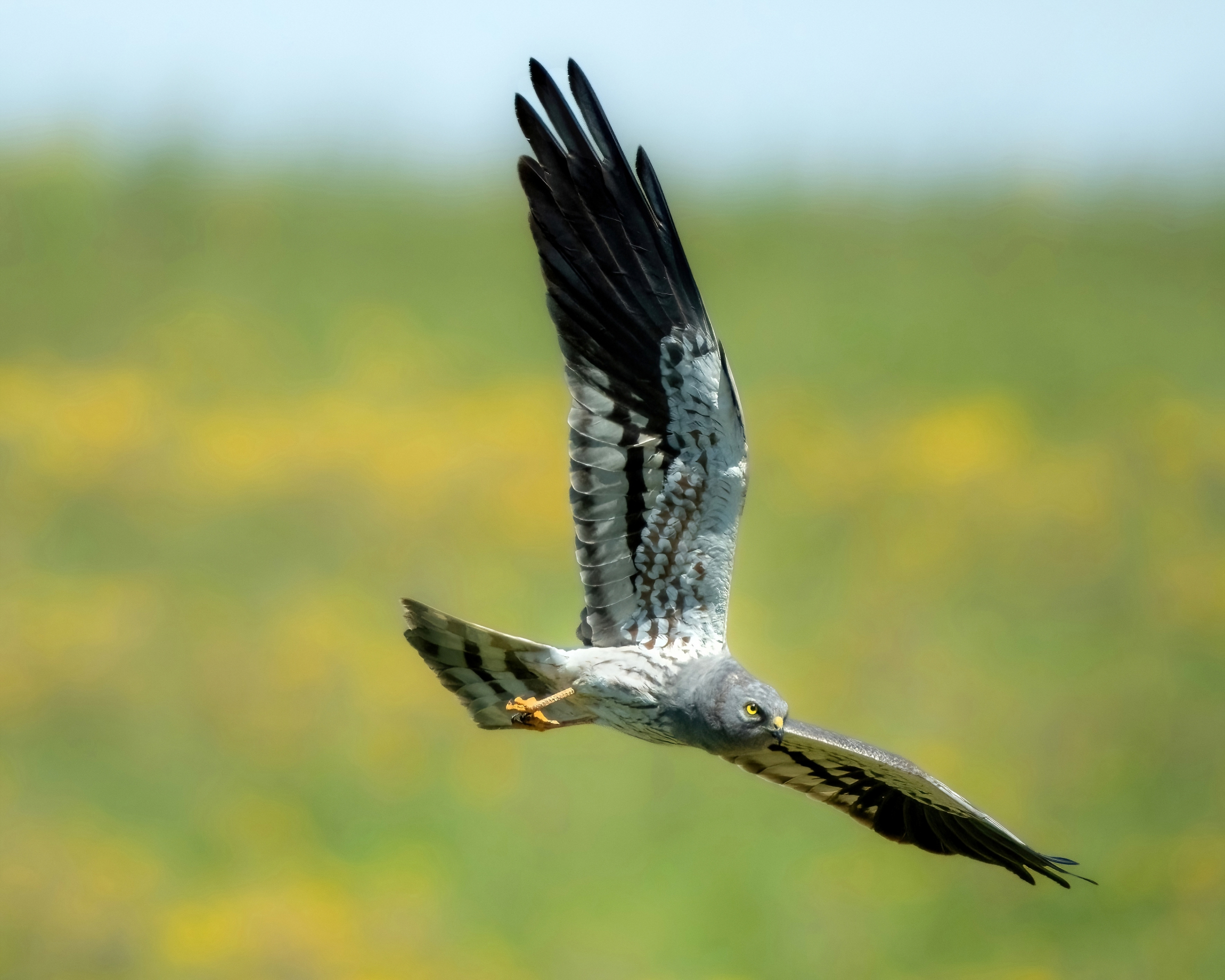 Hen harrier (Circus pygargus) - male