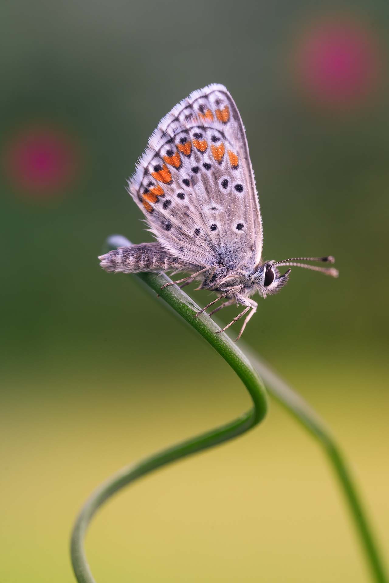 Polyommatus icarus