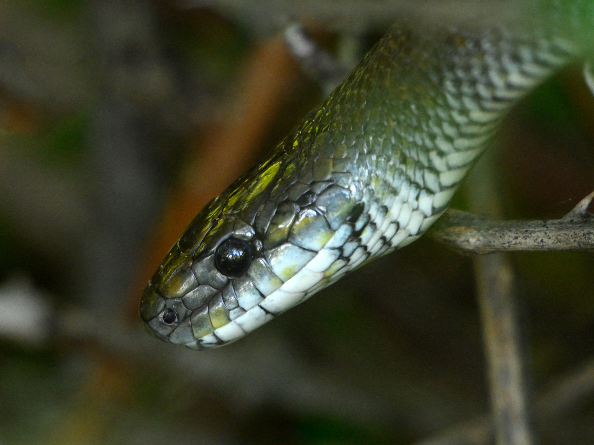 Longissimus di Zamenis