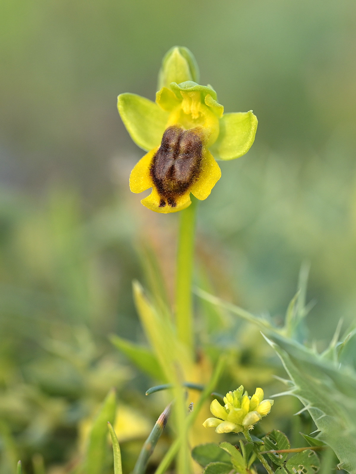 Phryganae di Ophrys