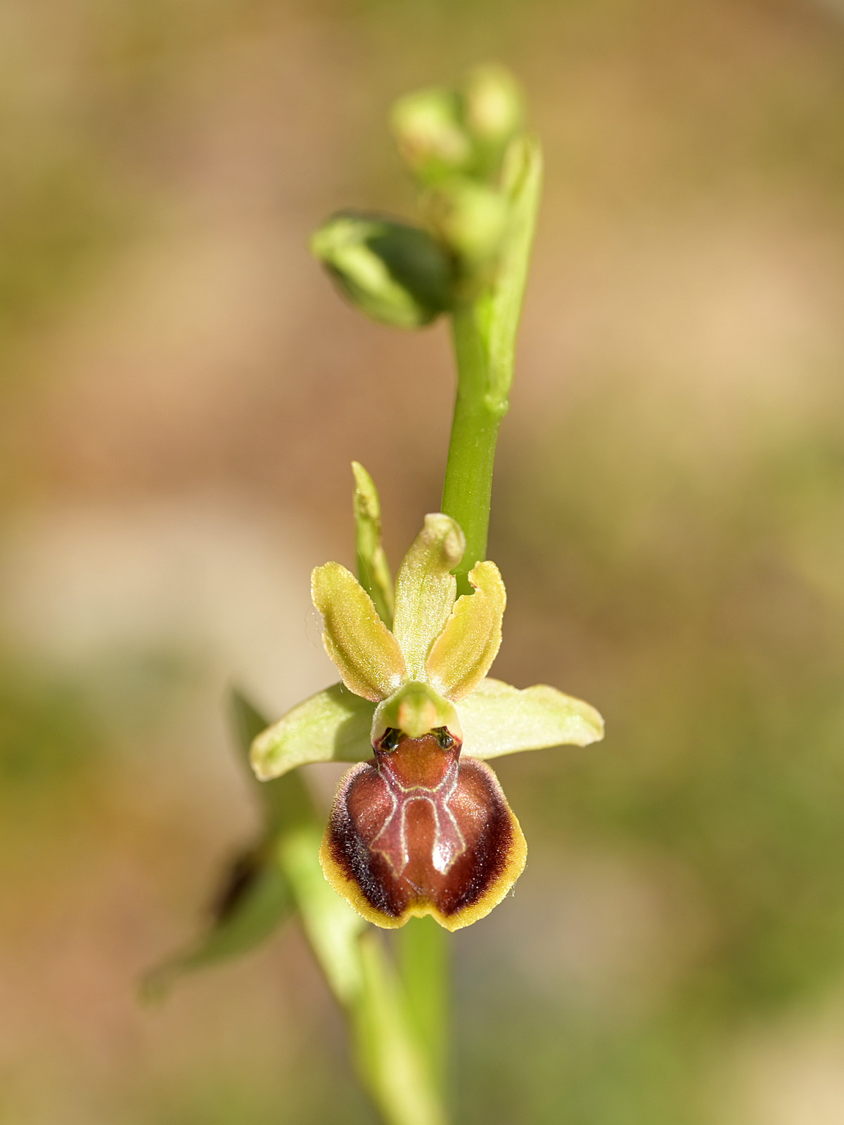 Sphegodes di Ophrys