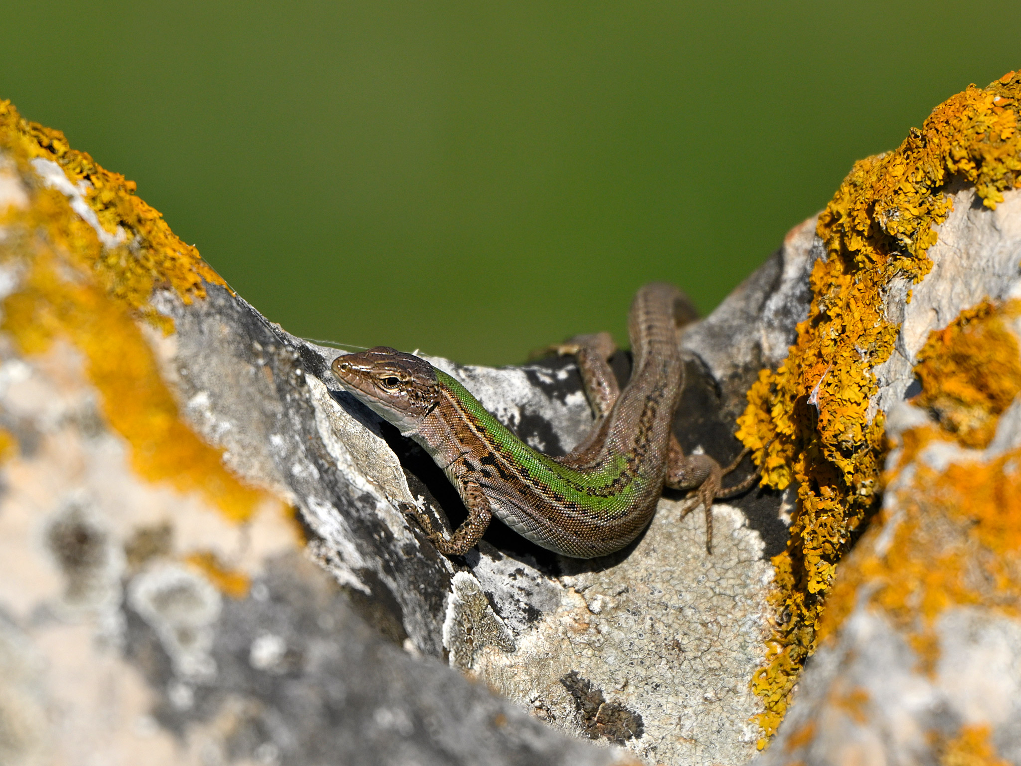 Melisellensis di Podarcis