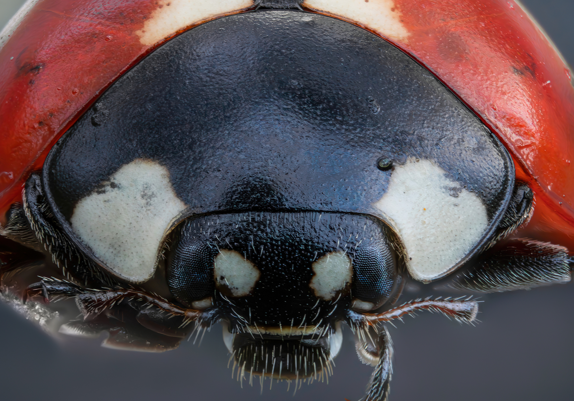 Occinella septempunctata