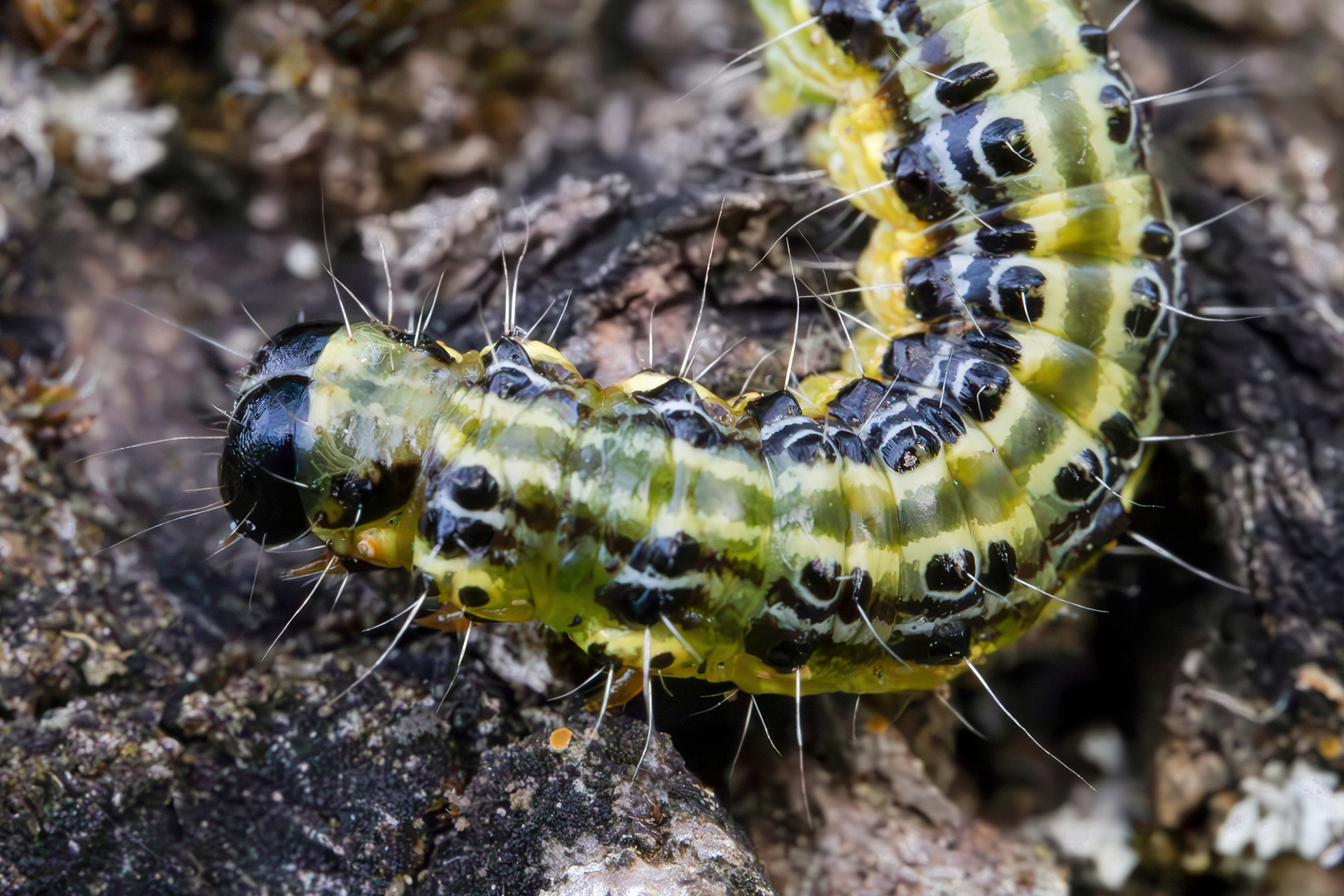 Caterpillar of Cydalima perspectalis