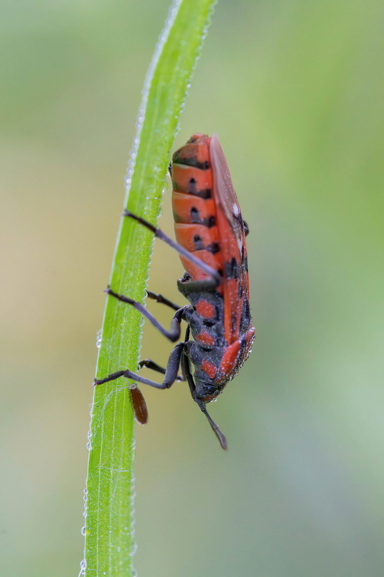 Lygaeidae sp.
