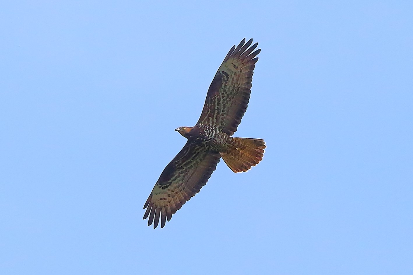 Honey buzzard May 2024 - 9082