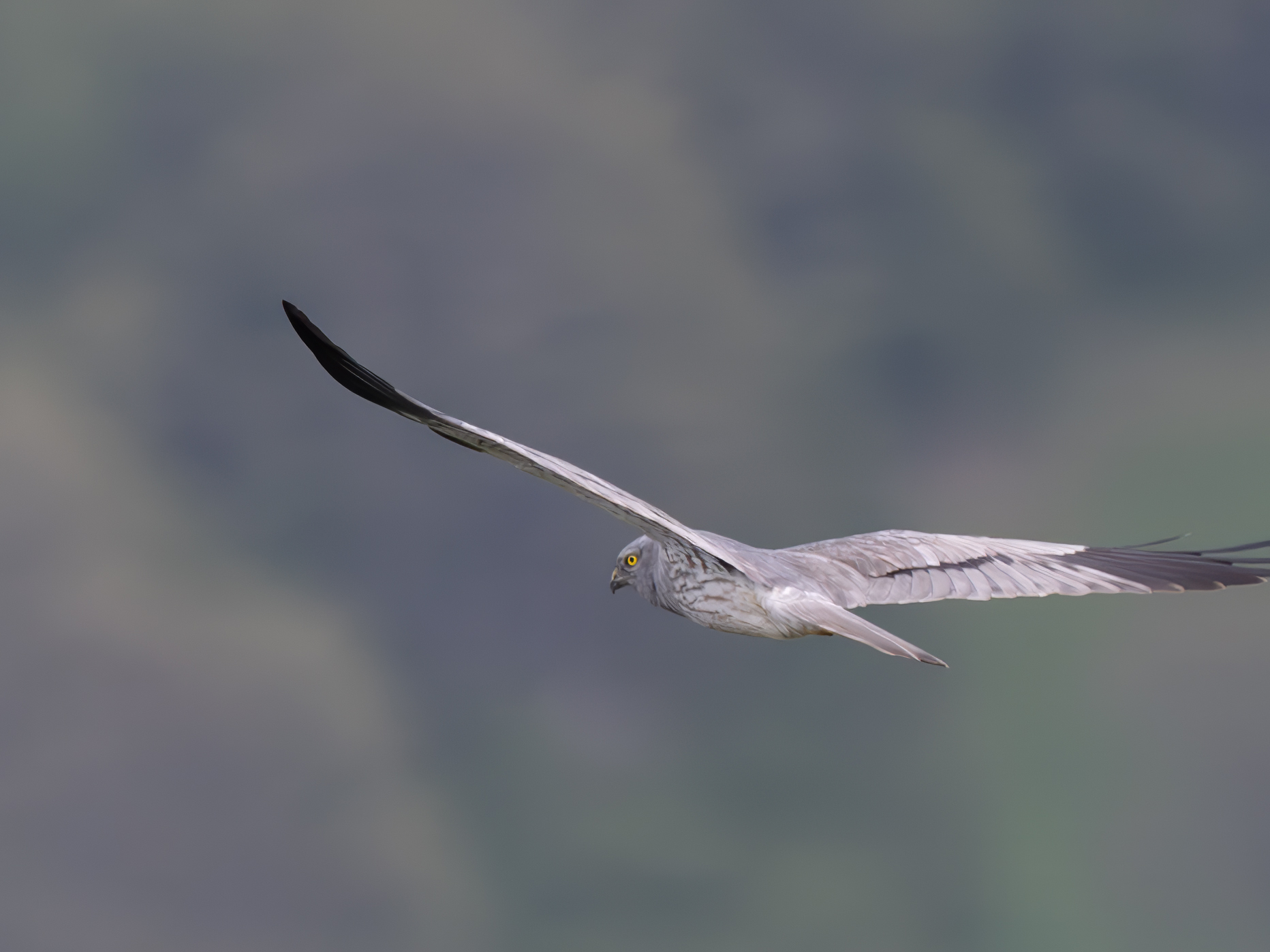 Harrier