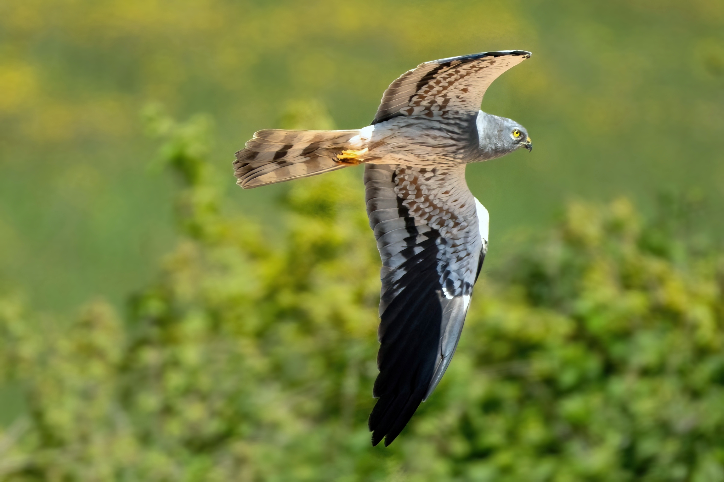 Hen harrier (Circus pygargus)