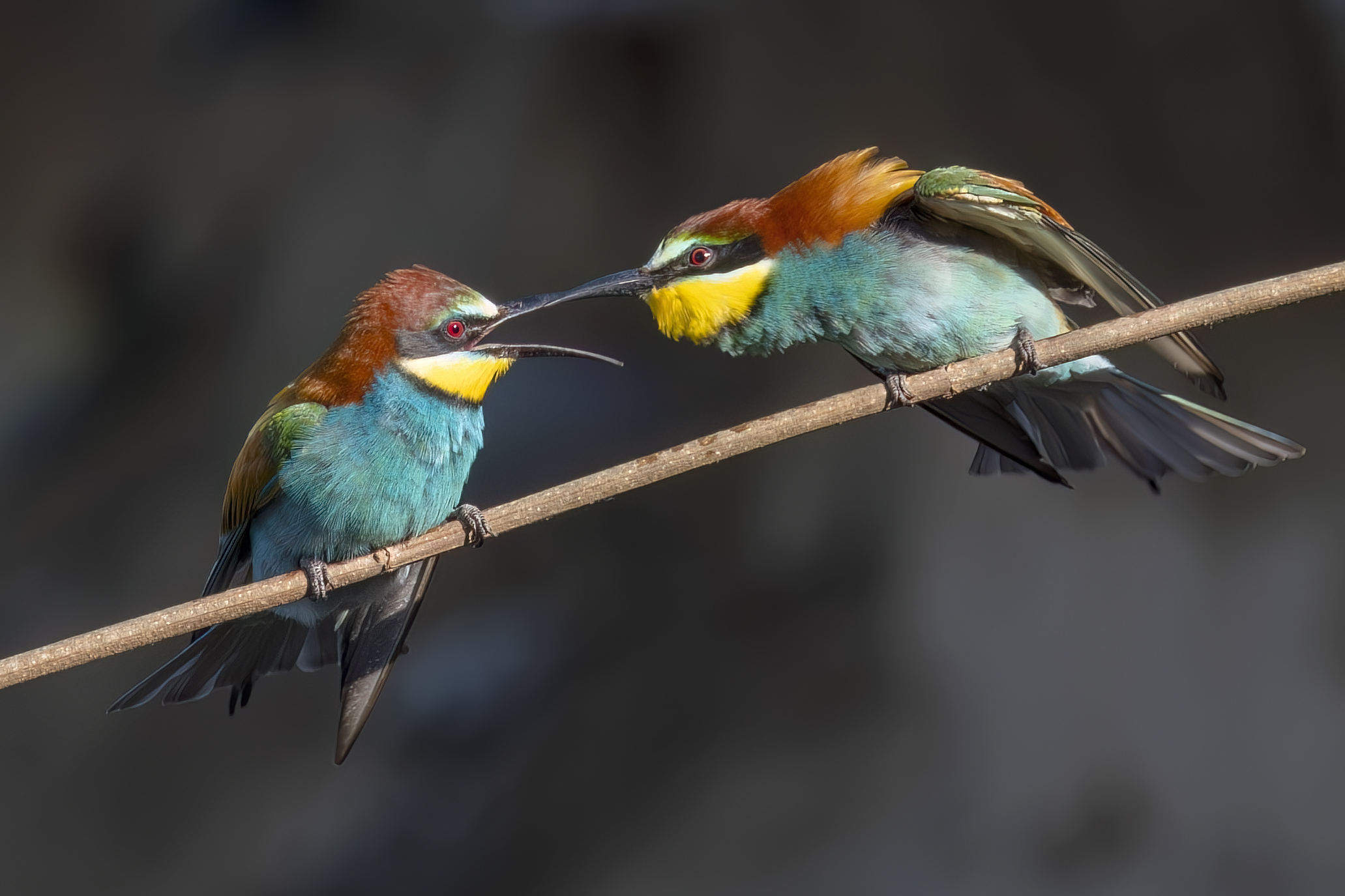 Bee-eaters