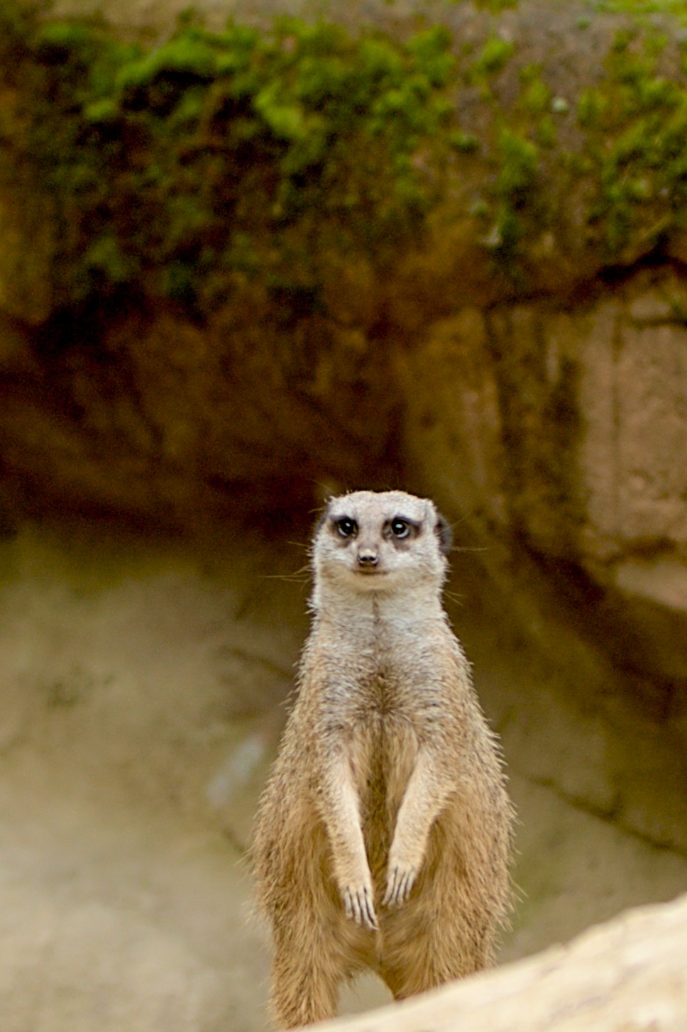 Meerkats in captivity
