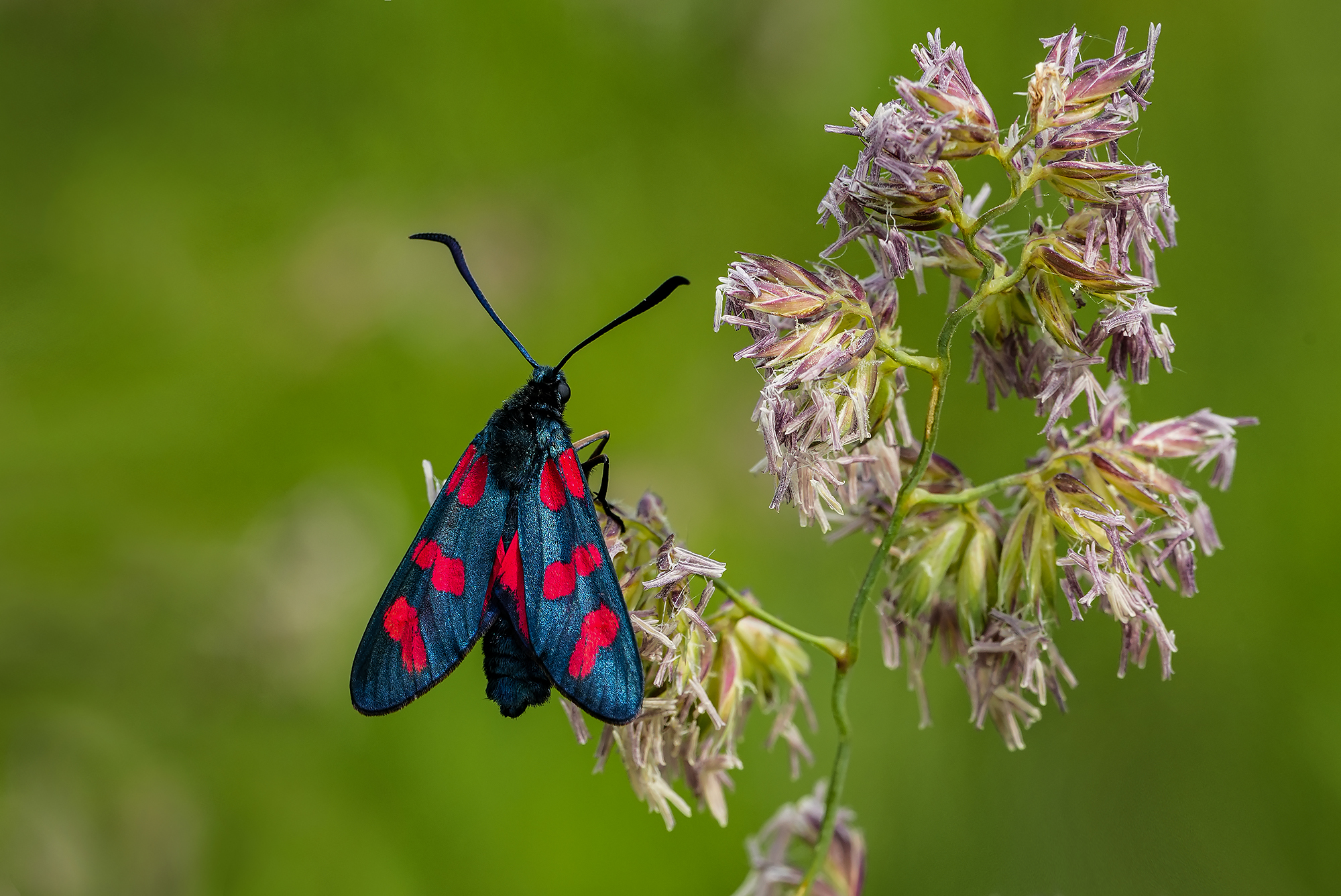 Zygaena filipendulae