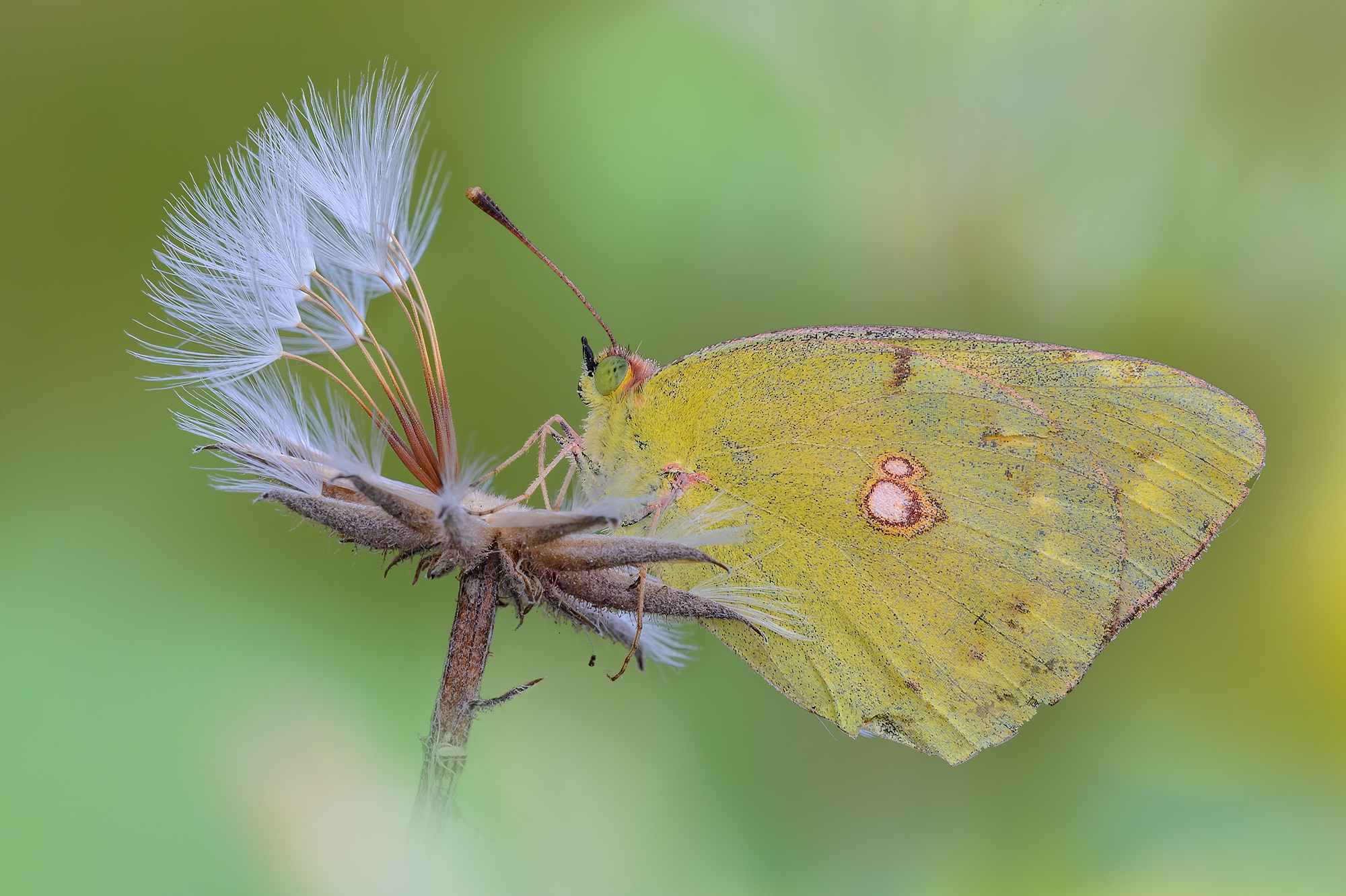 Colias crocea