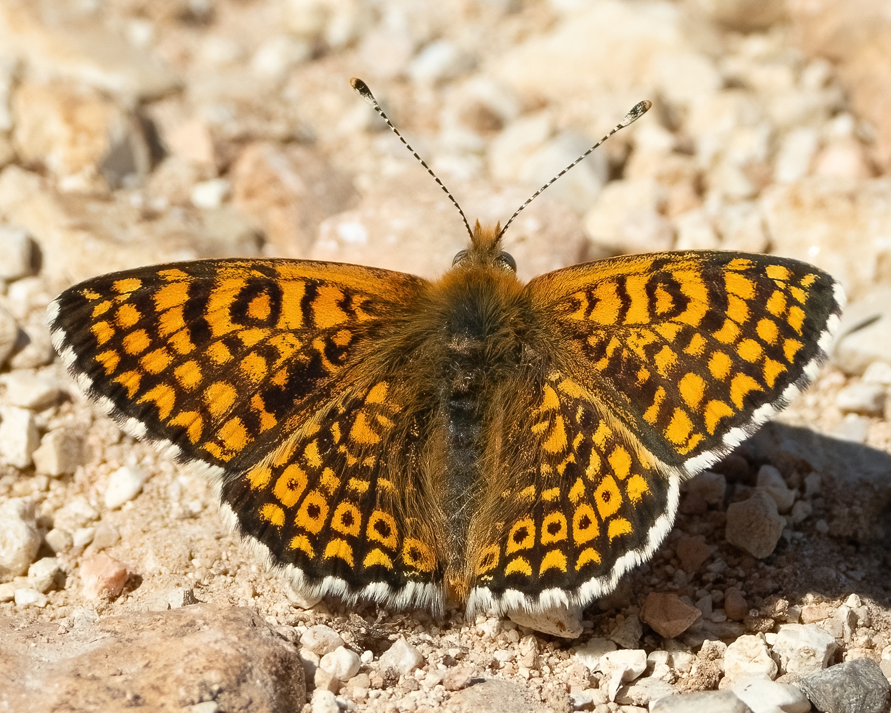 Melitaea cinxia