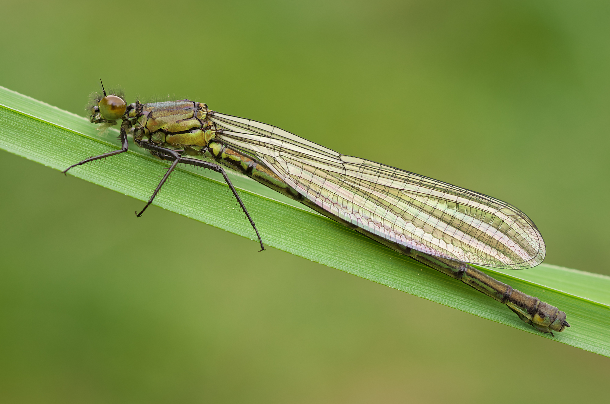 Erythromma najas, female.