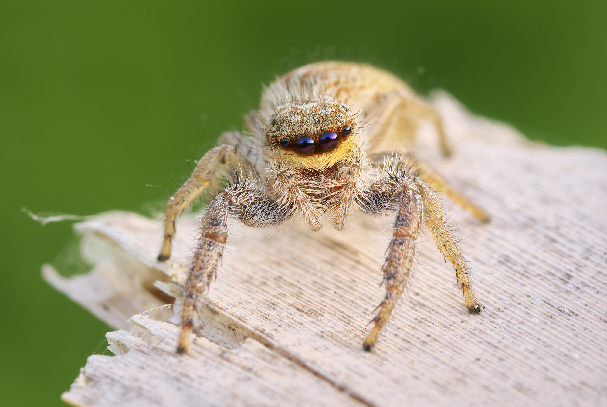 Marpissa radiata