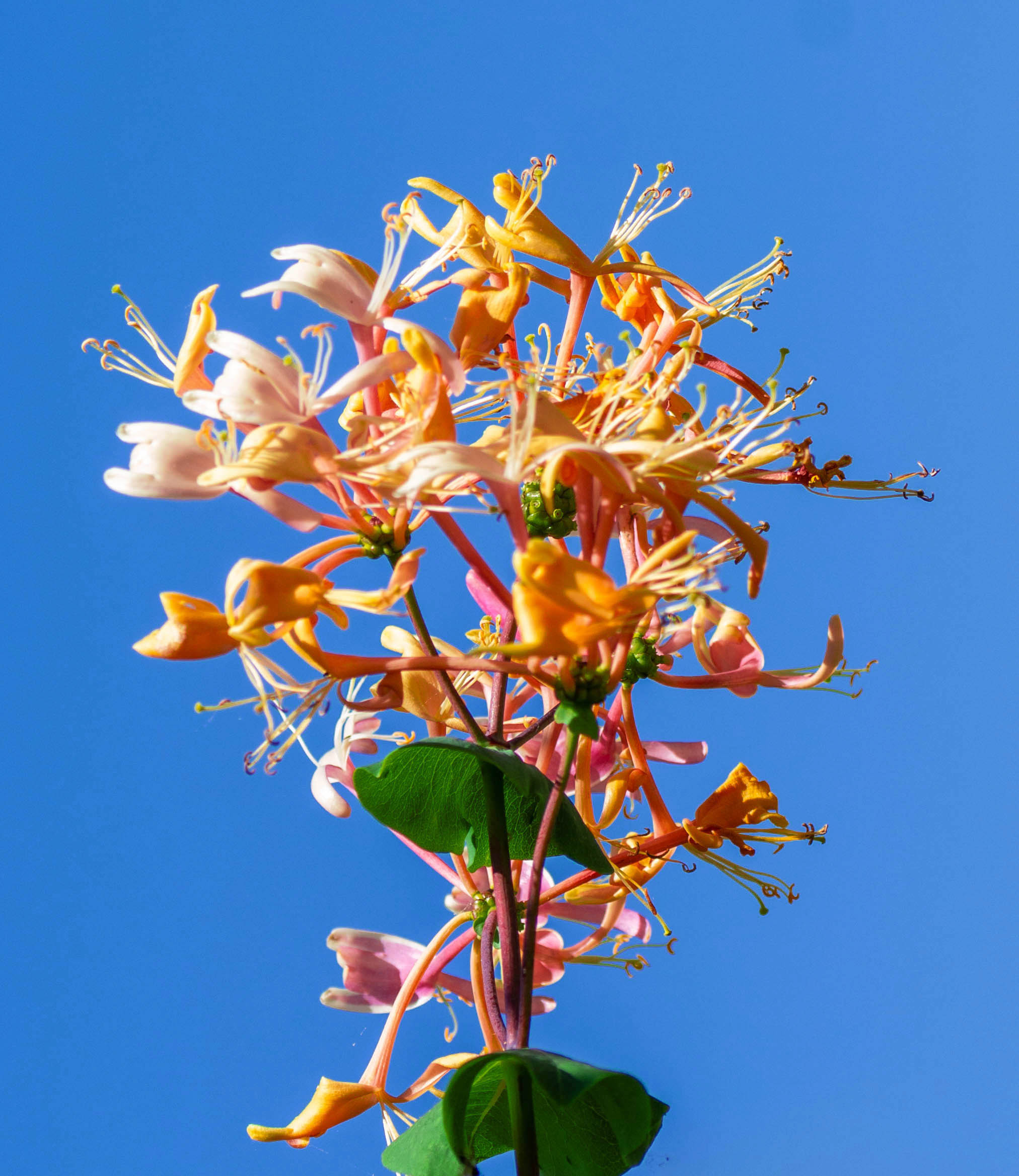 Caprifoglio atlantico