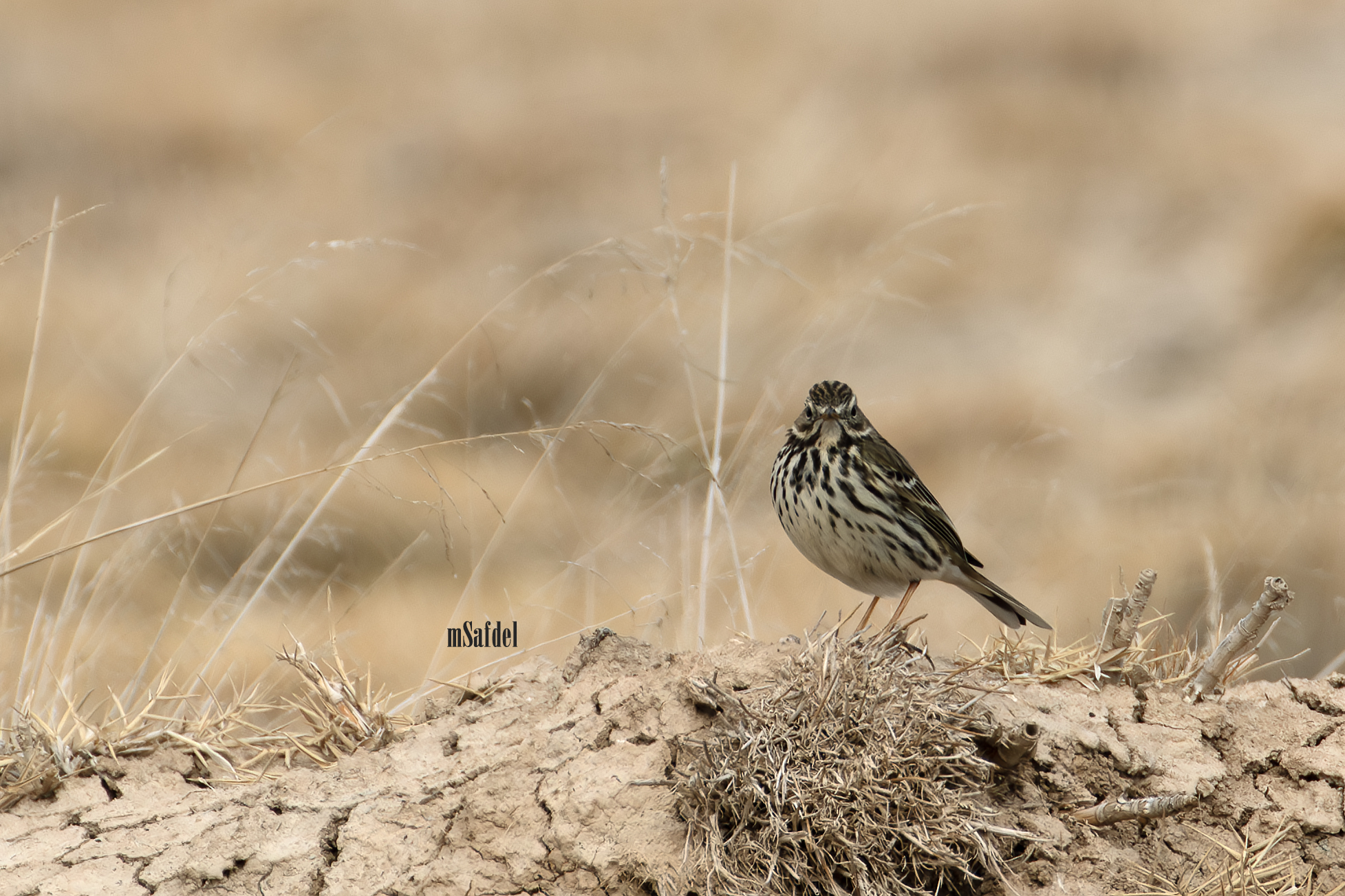 Meadow pipit
