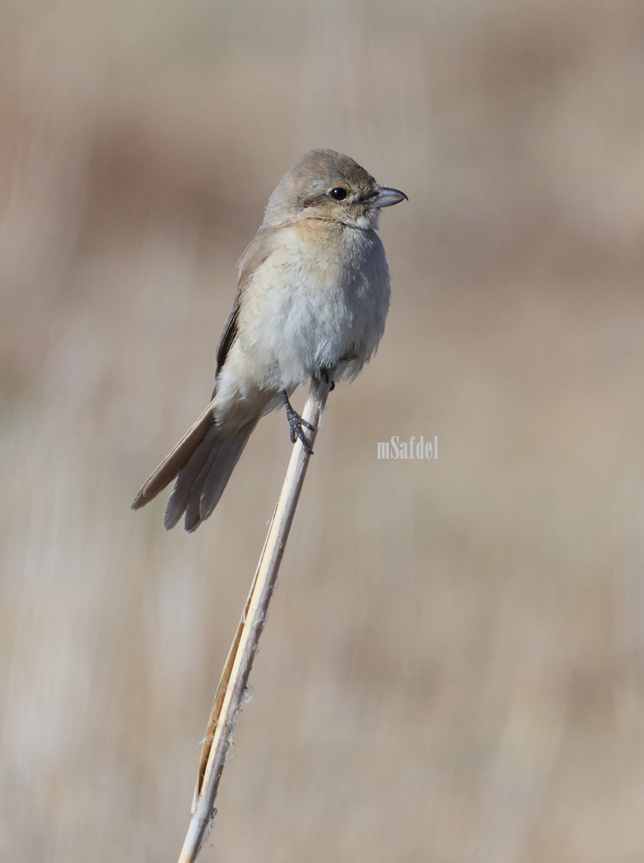 Isabelline shrike