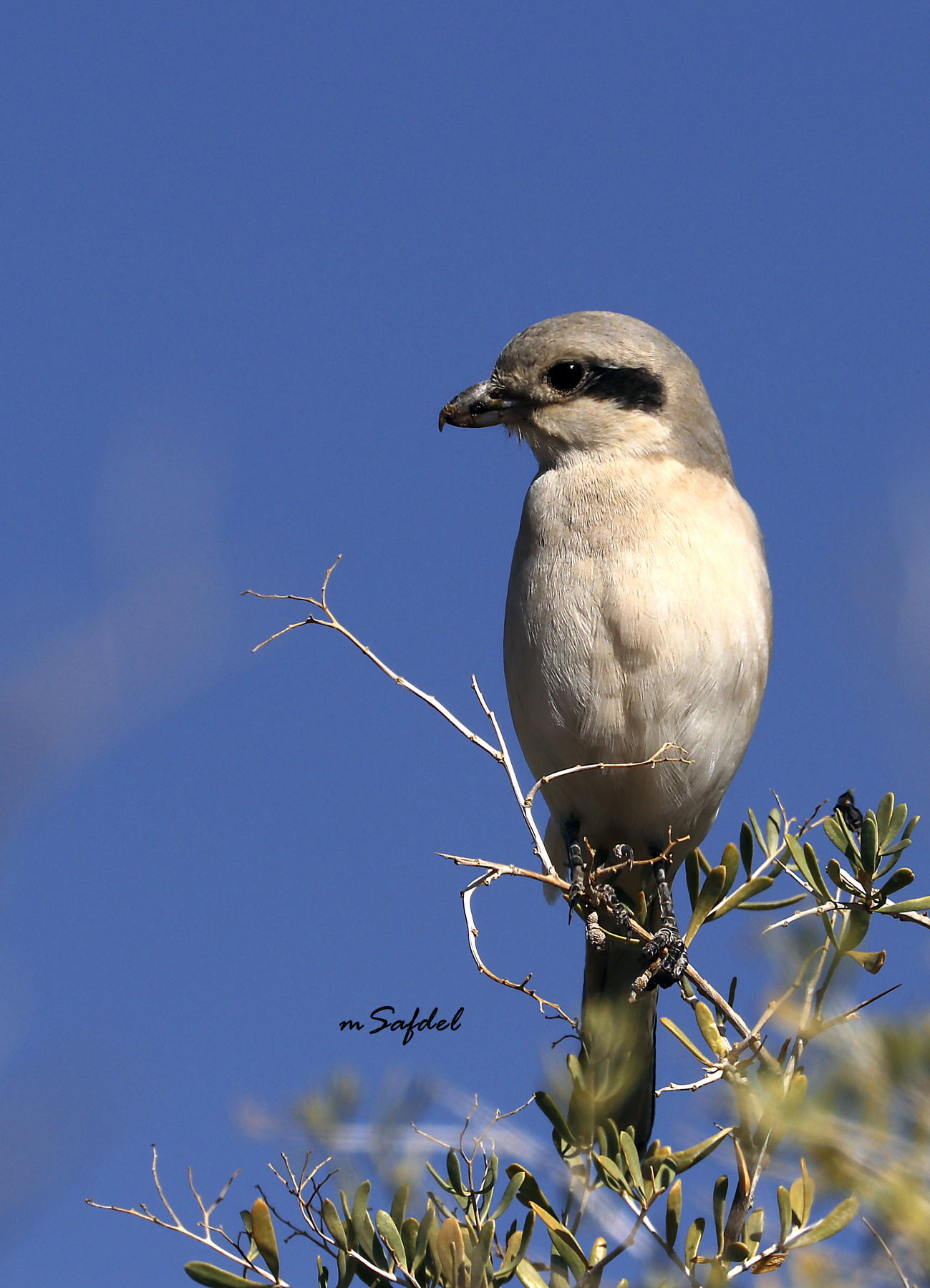 Lesser grey shrike
