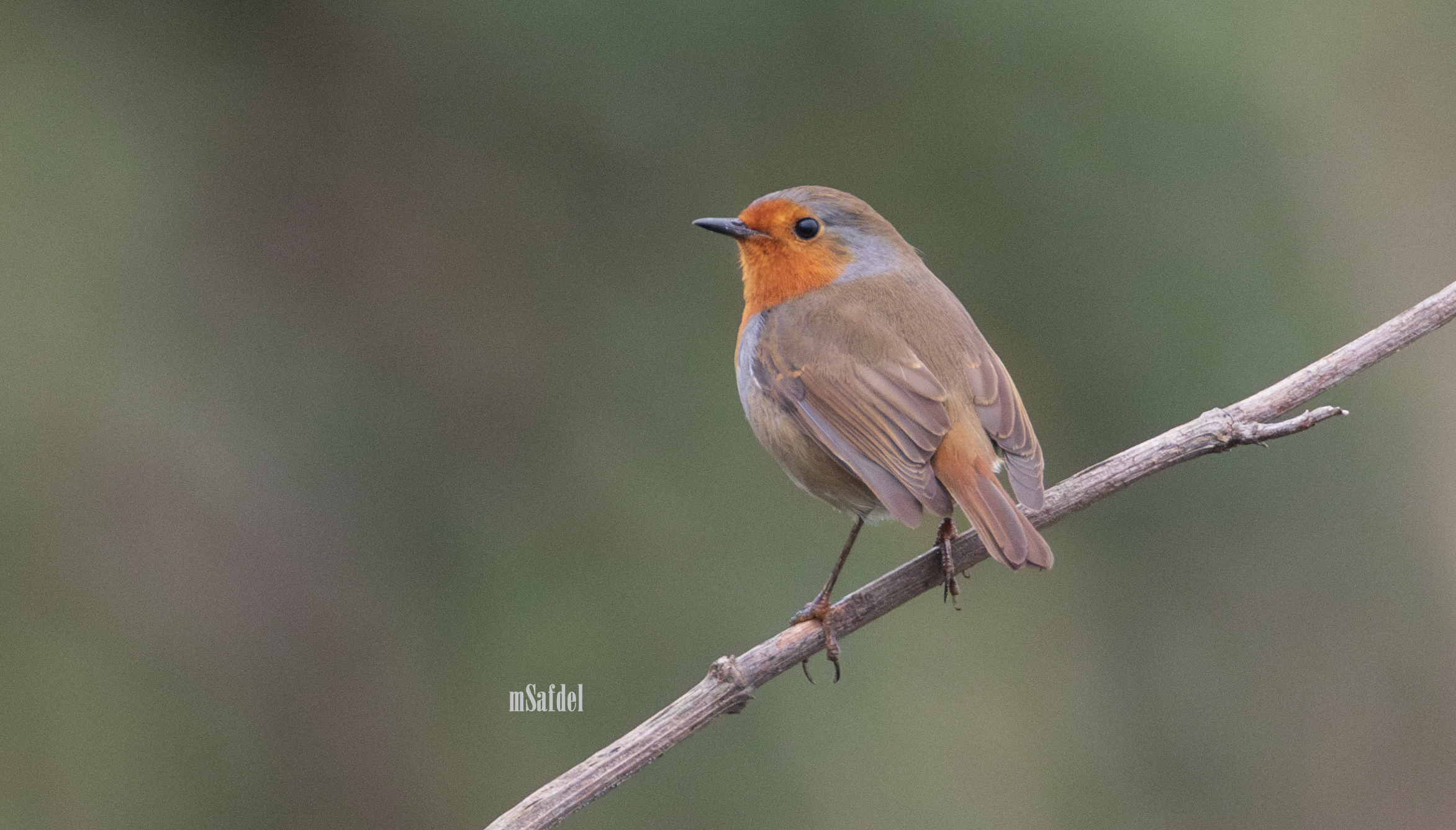 Robin