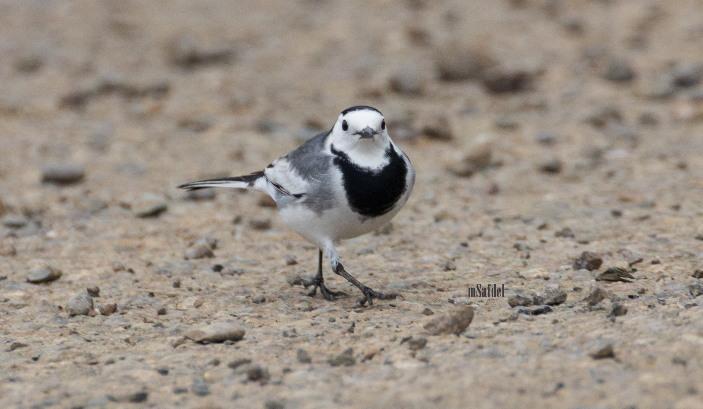 White Wagtail