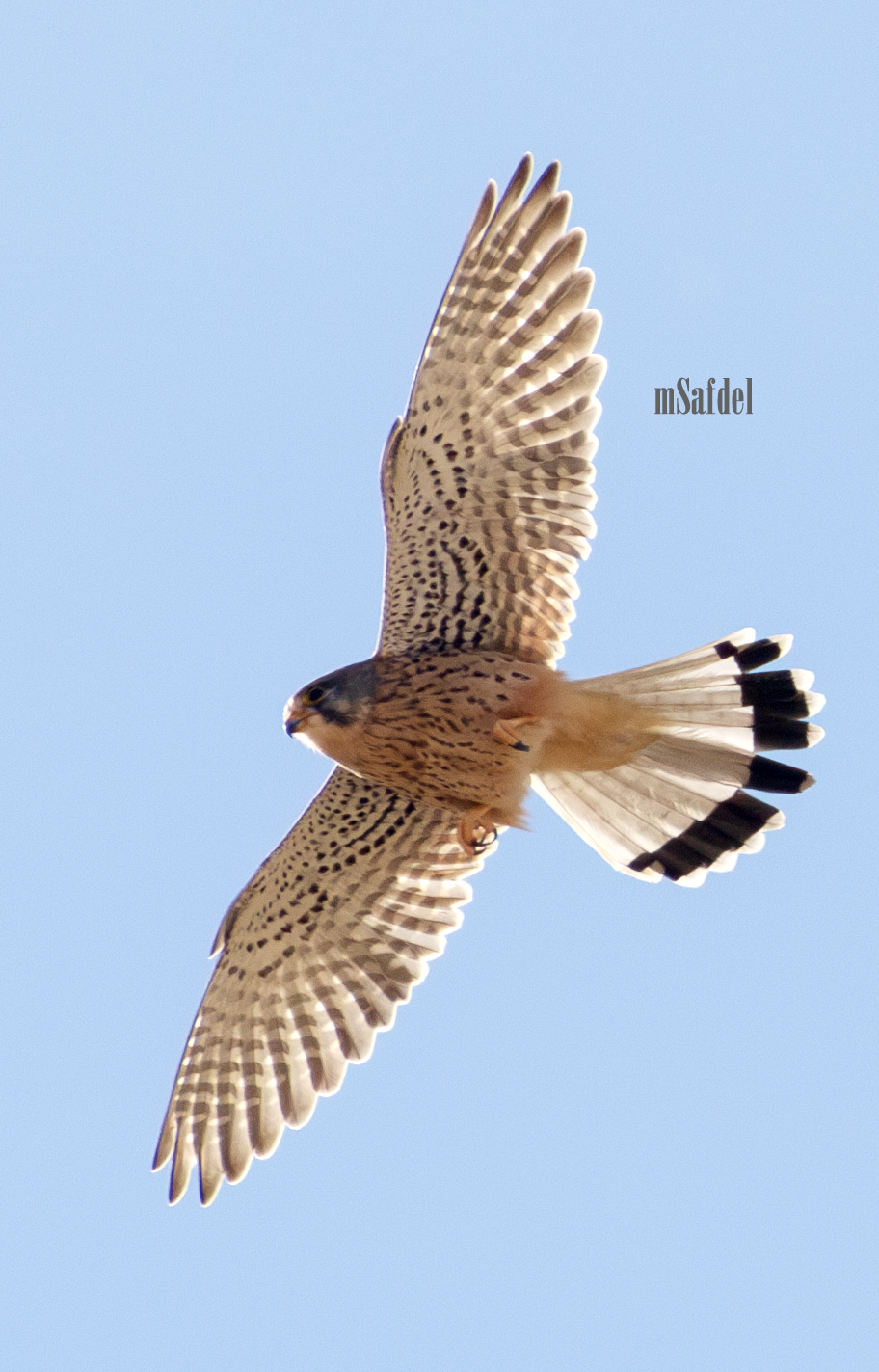 Common Kestrel