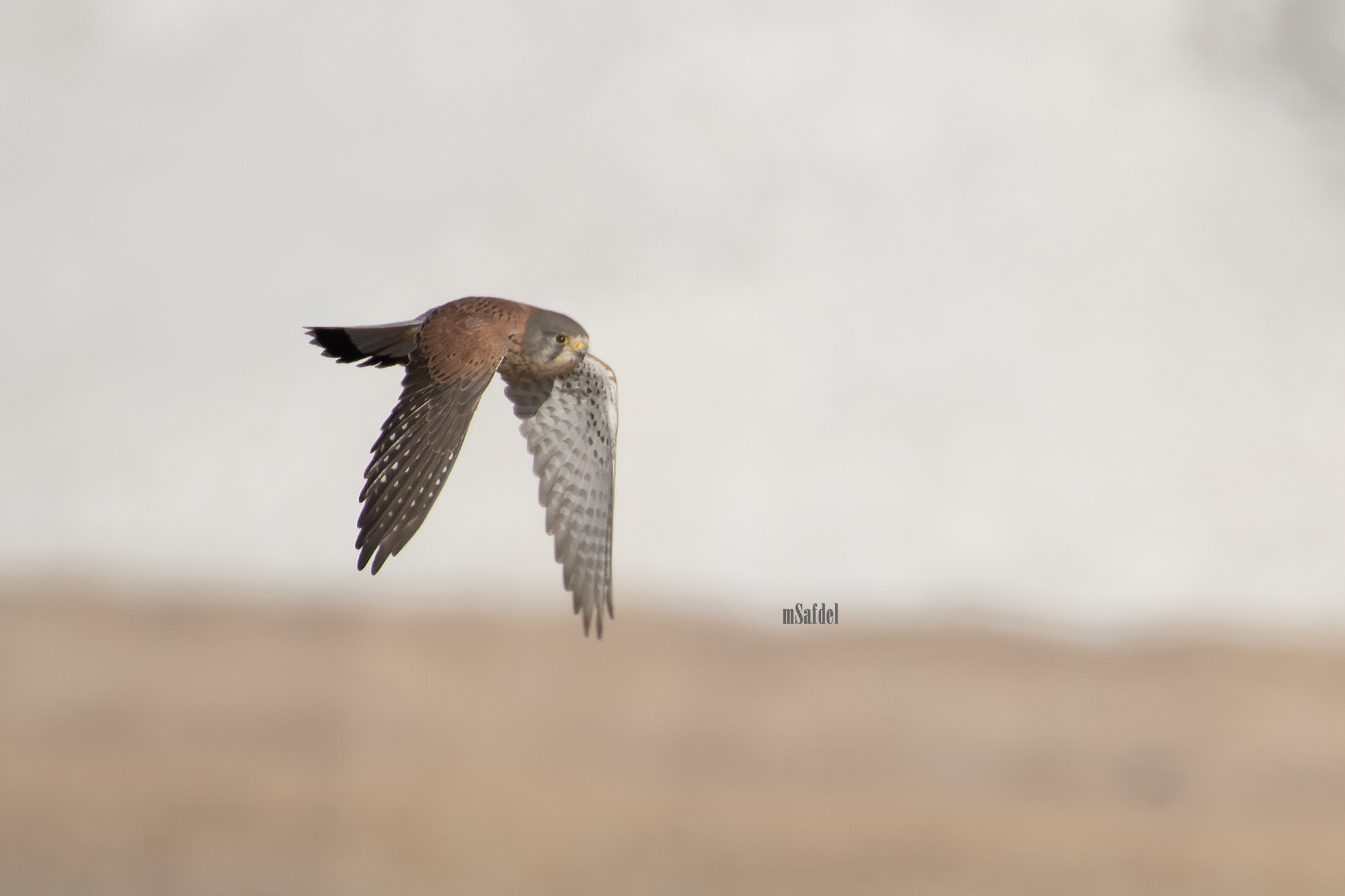 Common Kestrel