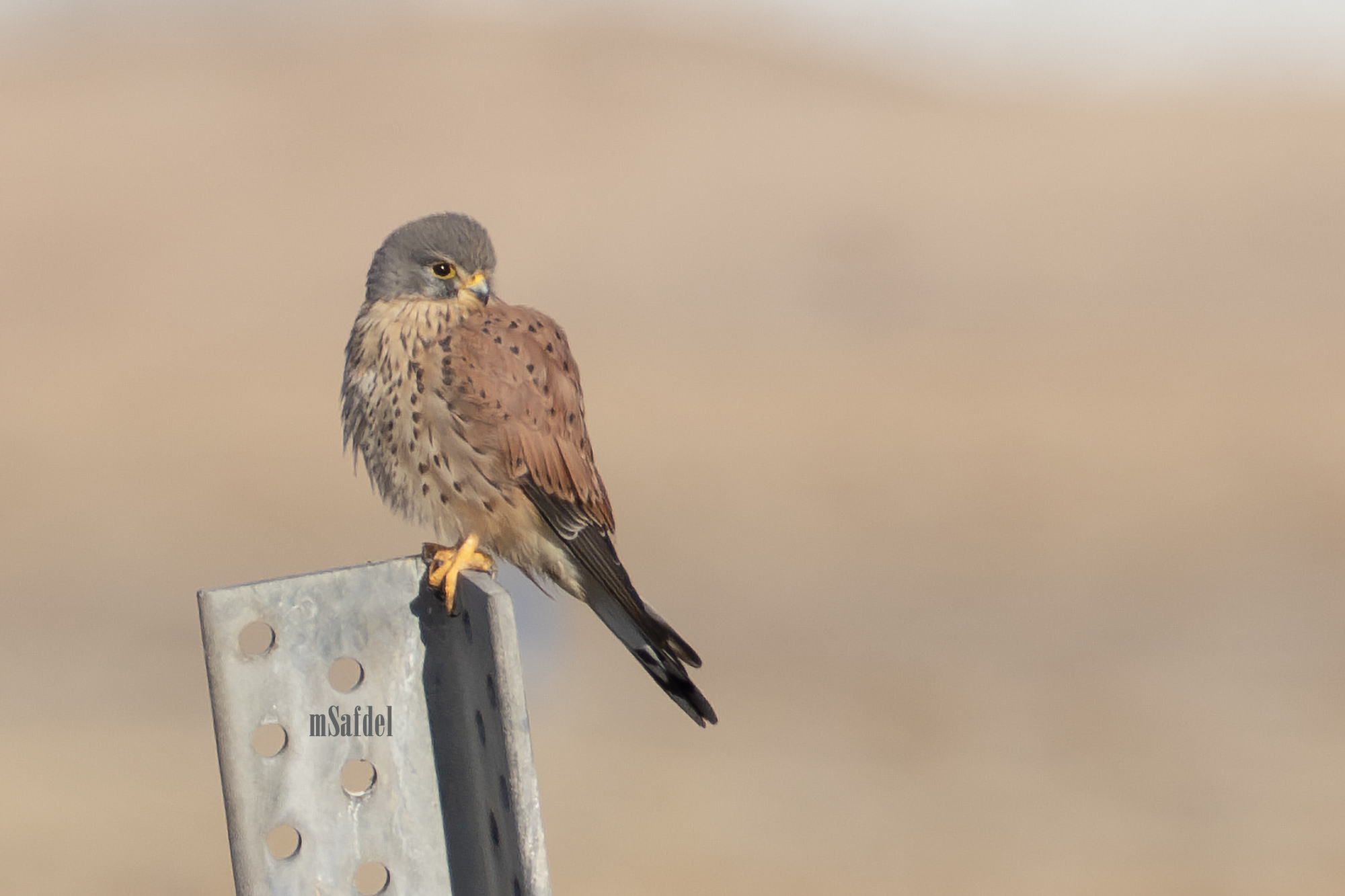 Common Kestrel