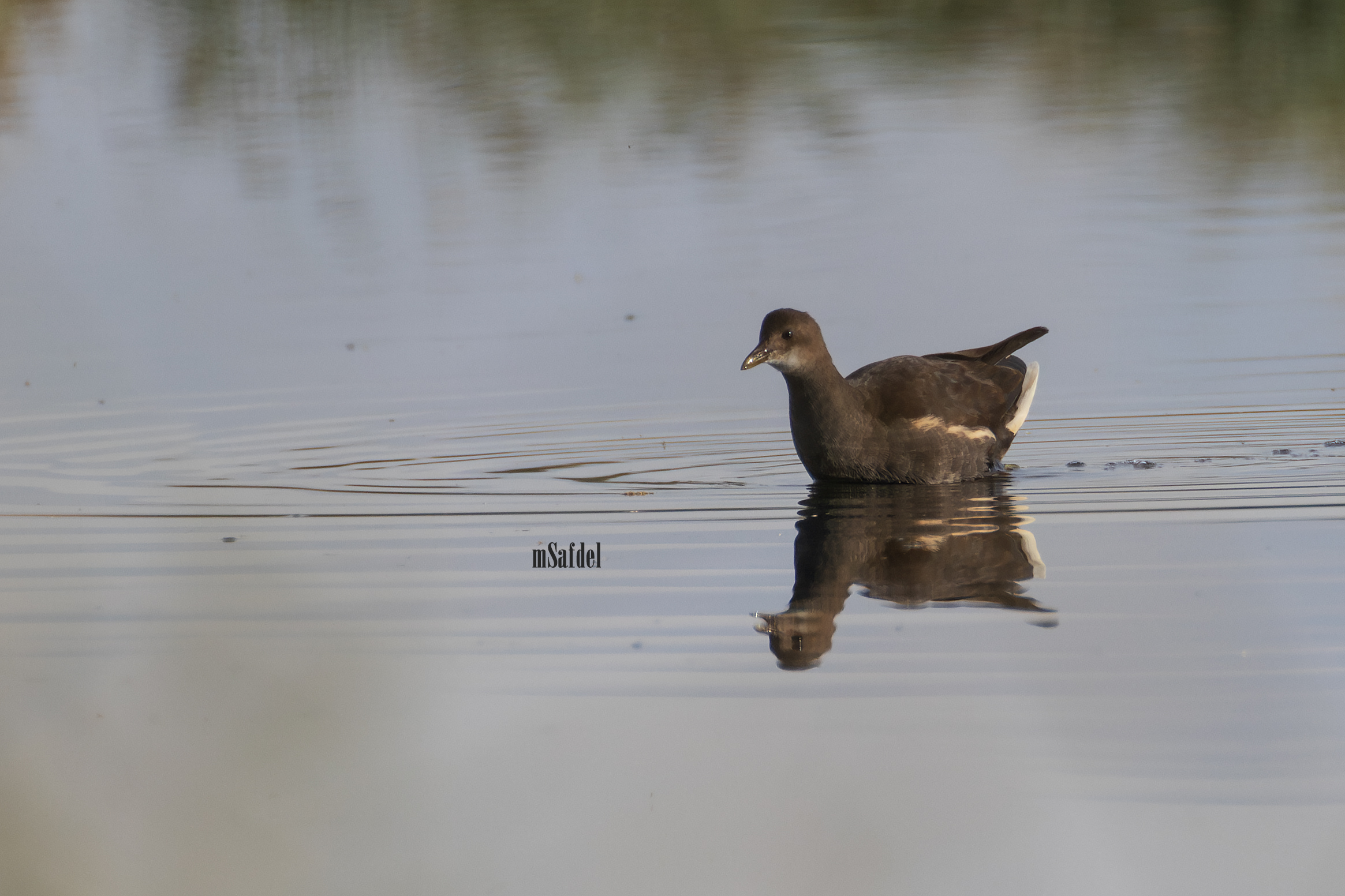 Common Moorhen