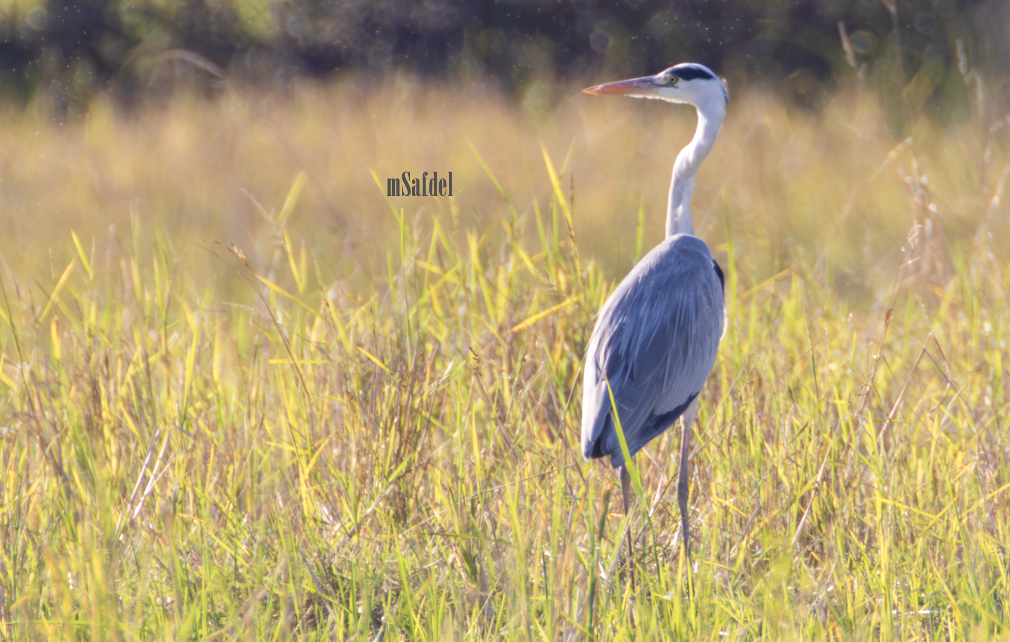 Great Egret
