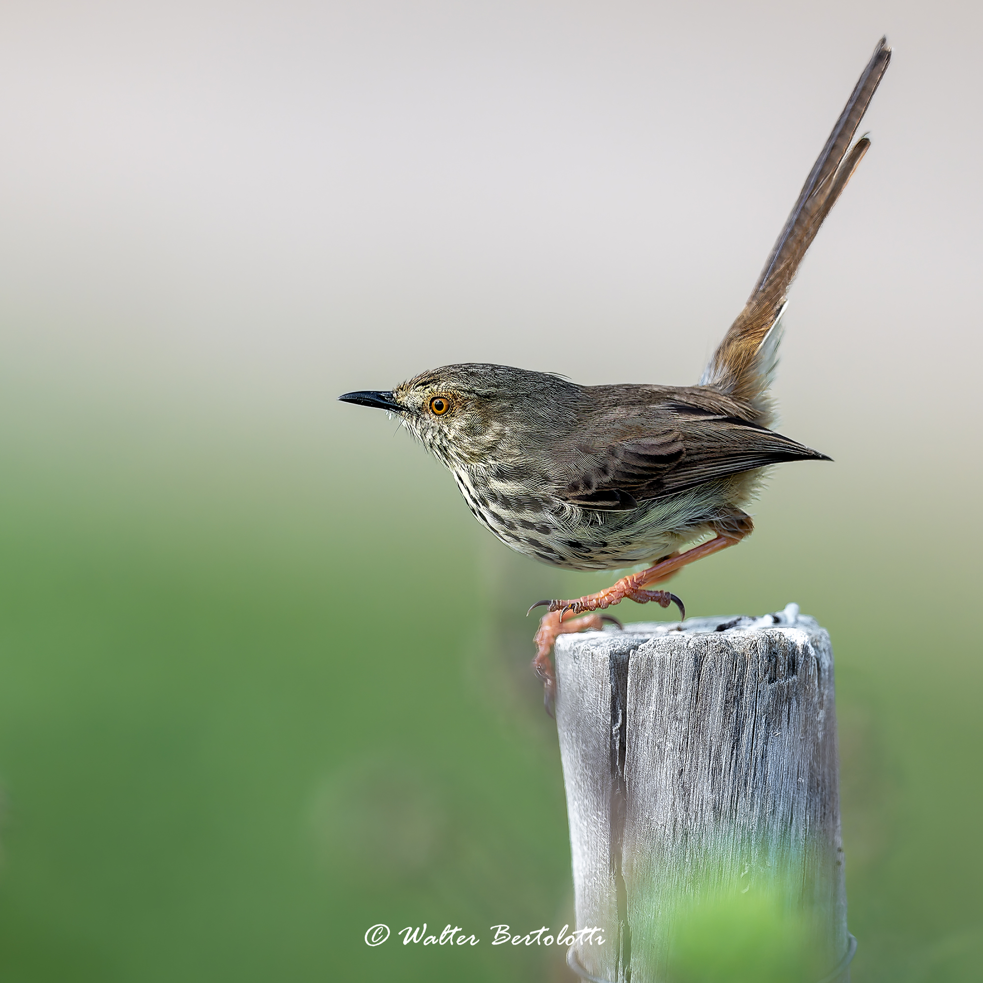 Prinia del karoo