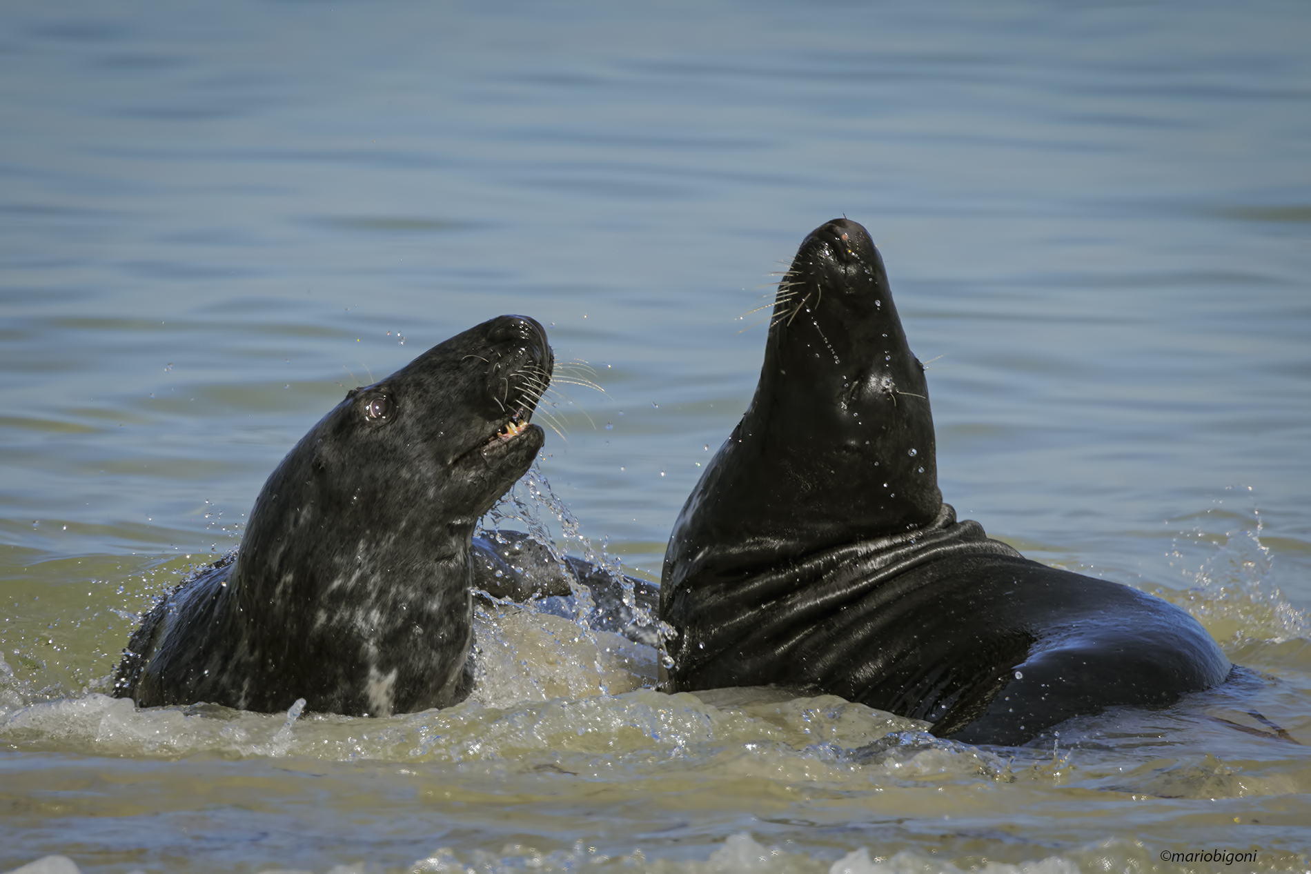 Grey seal