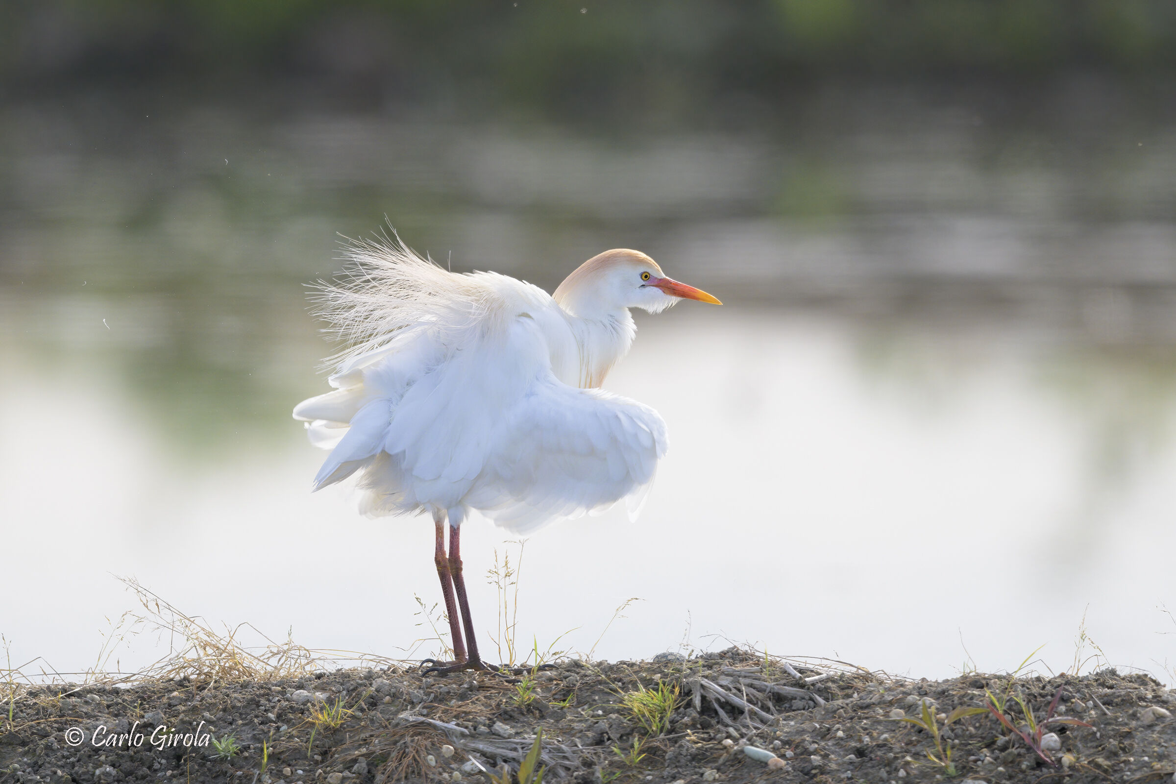 Airone guardabuoi (Bubulcus ibis)