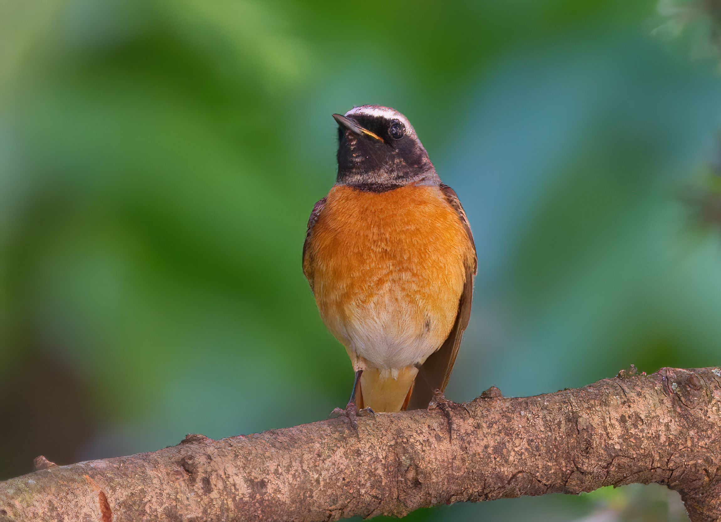 Male Redstart