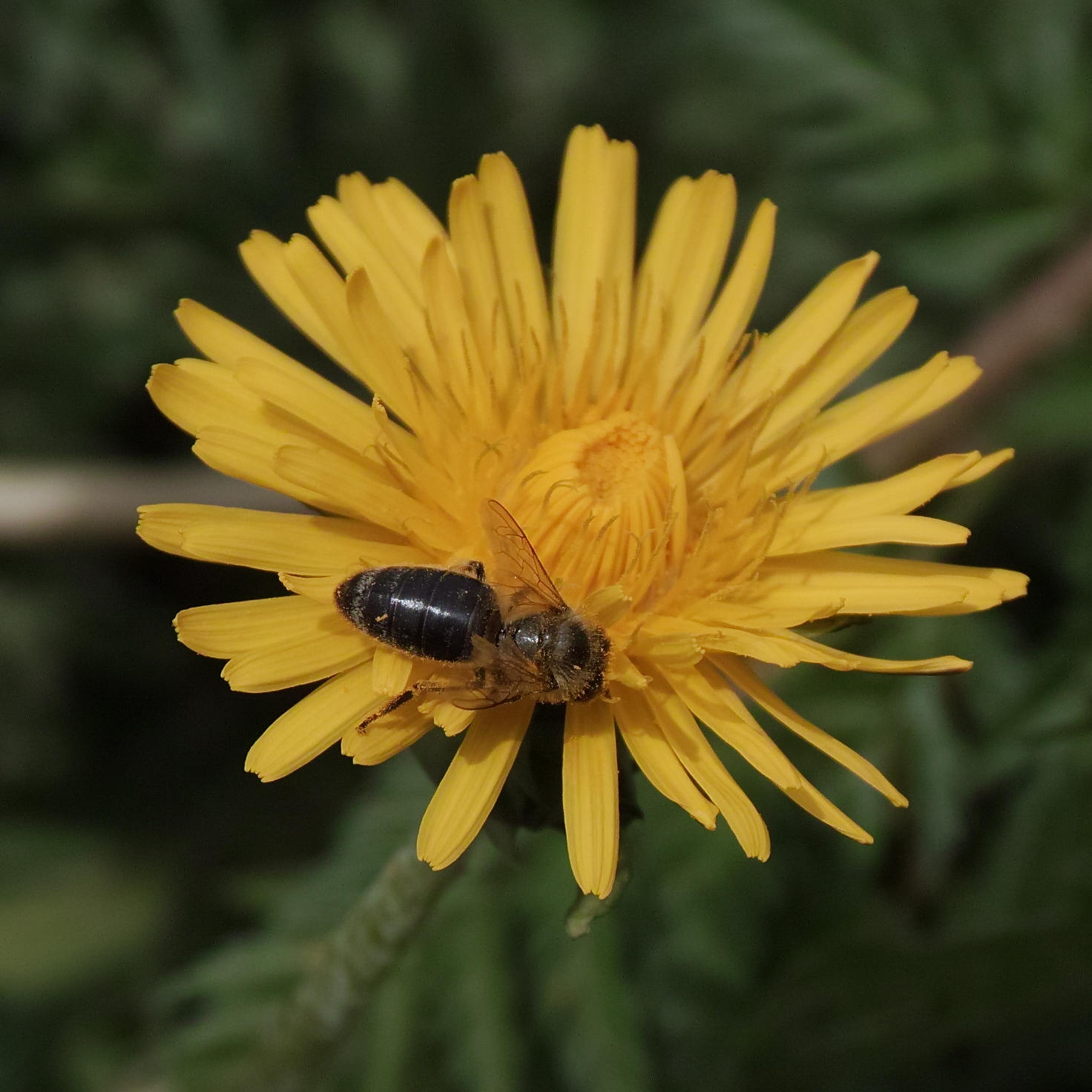 Swiss Black Bee