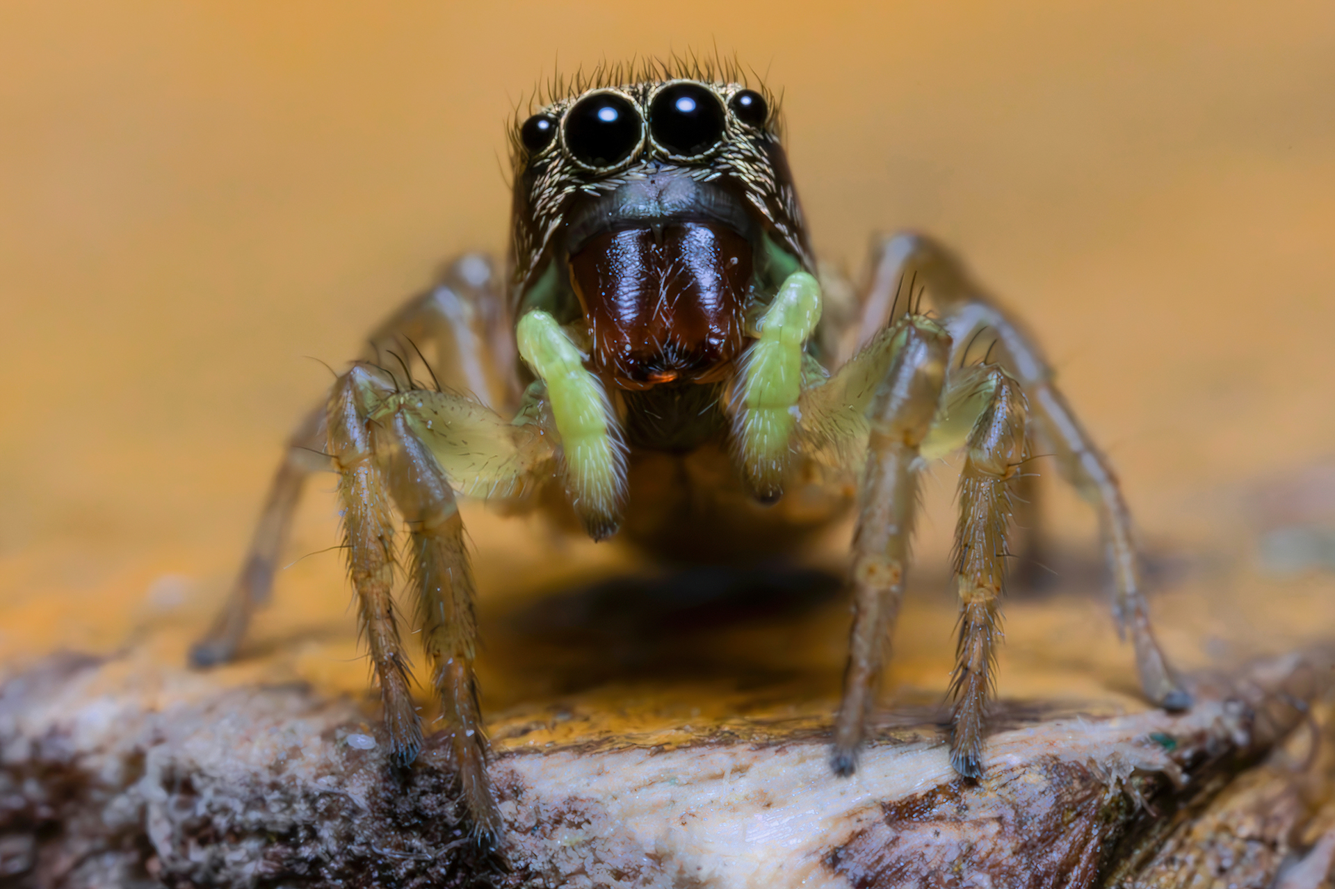 Heliophanus tribulosus