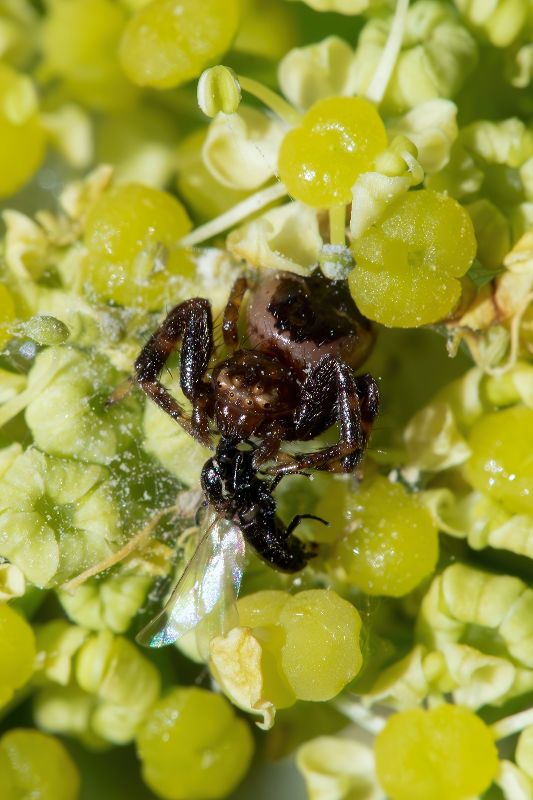 Murder under the sun