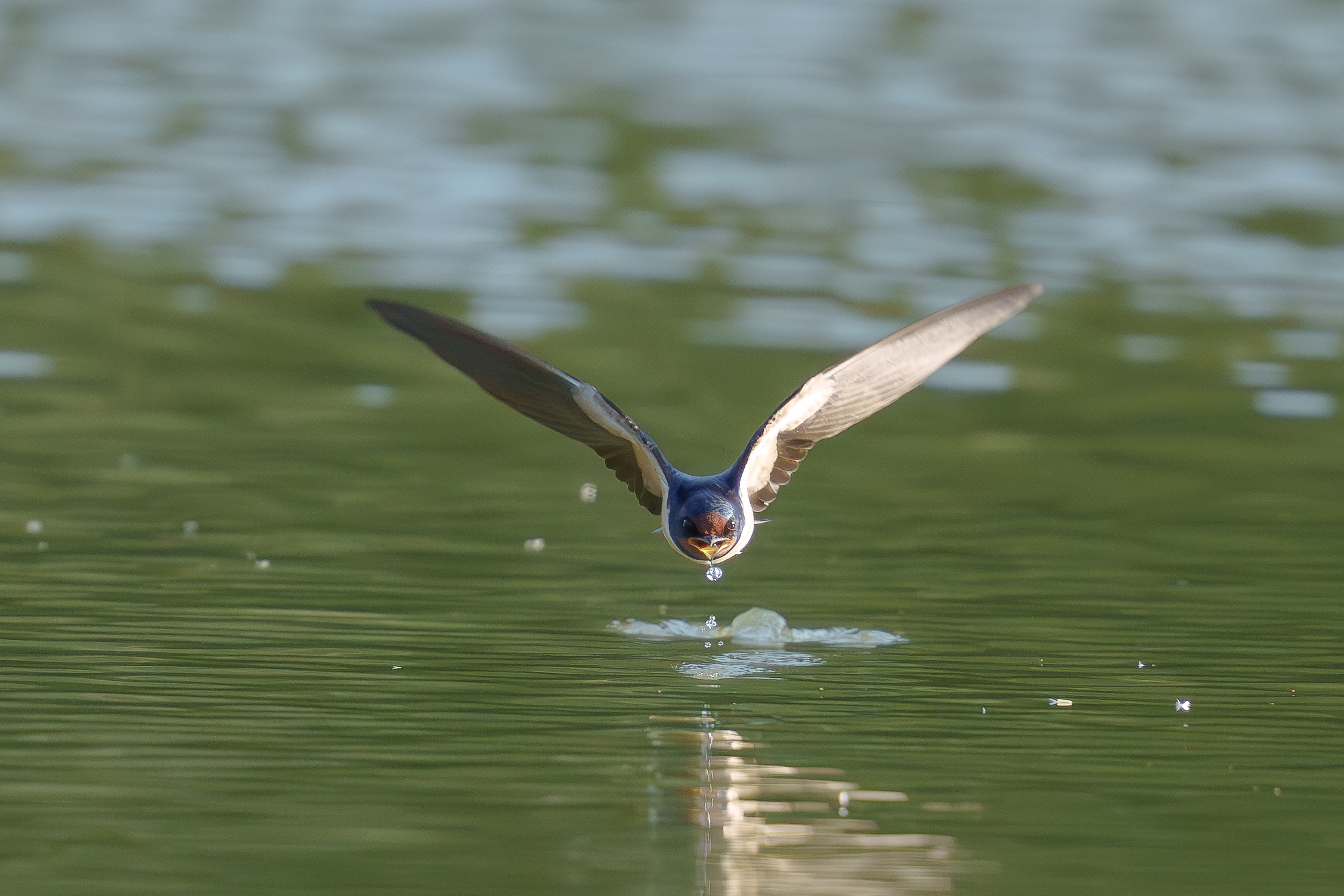 Swallow