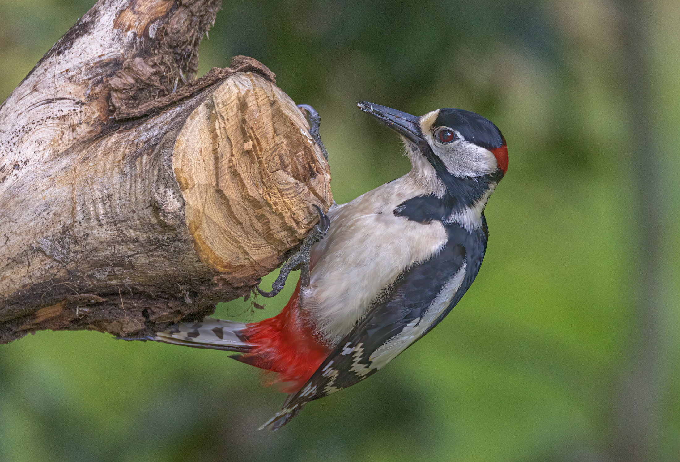 Picchio rosso maggiore