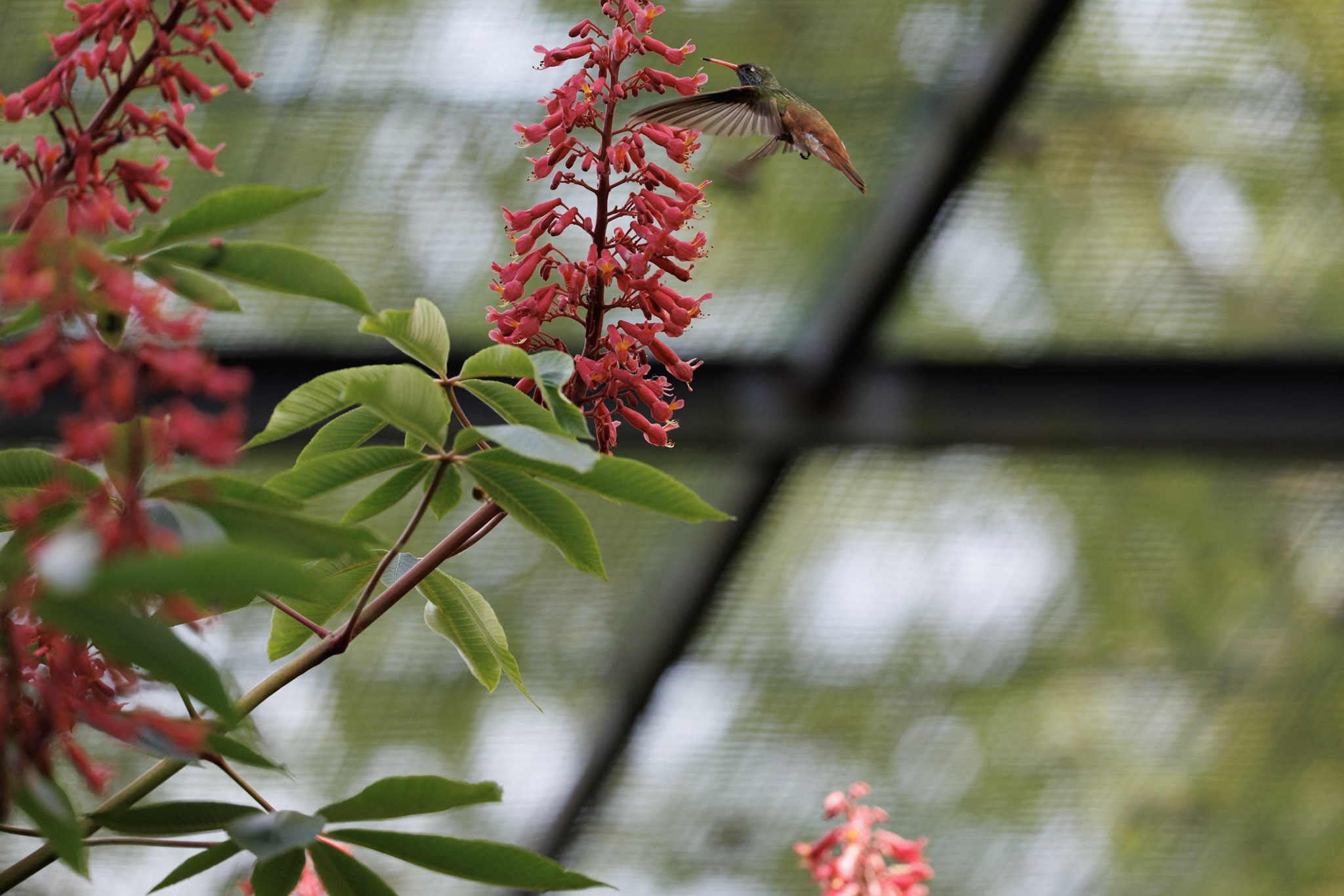 Colibri - originale