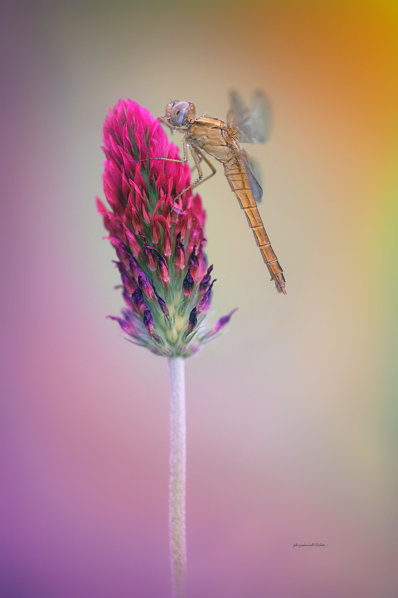 Crocothemis erythraea