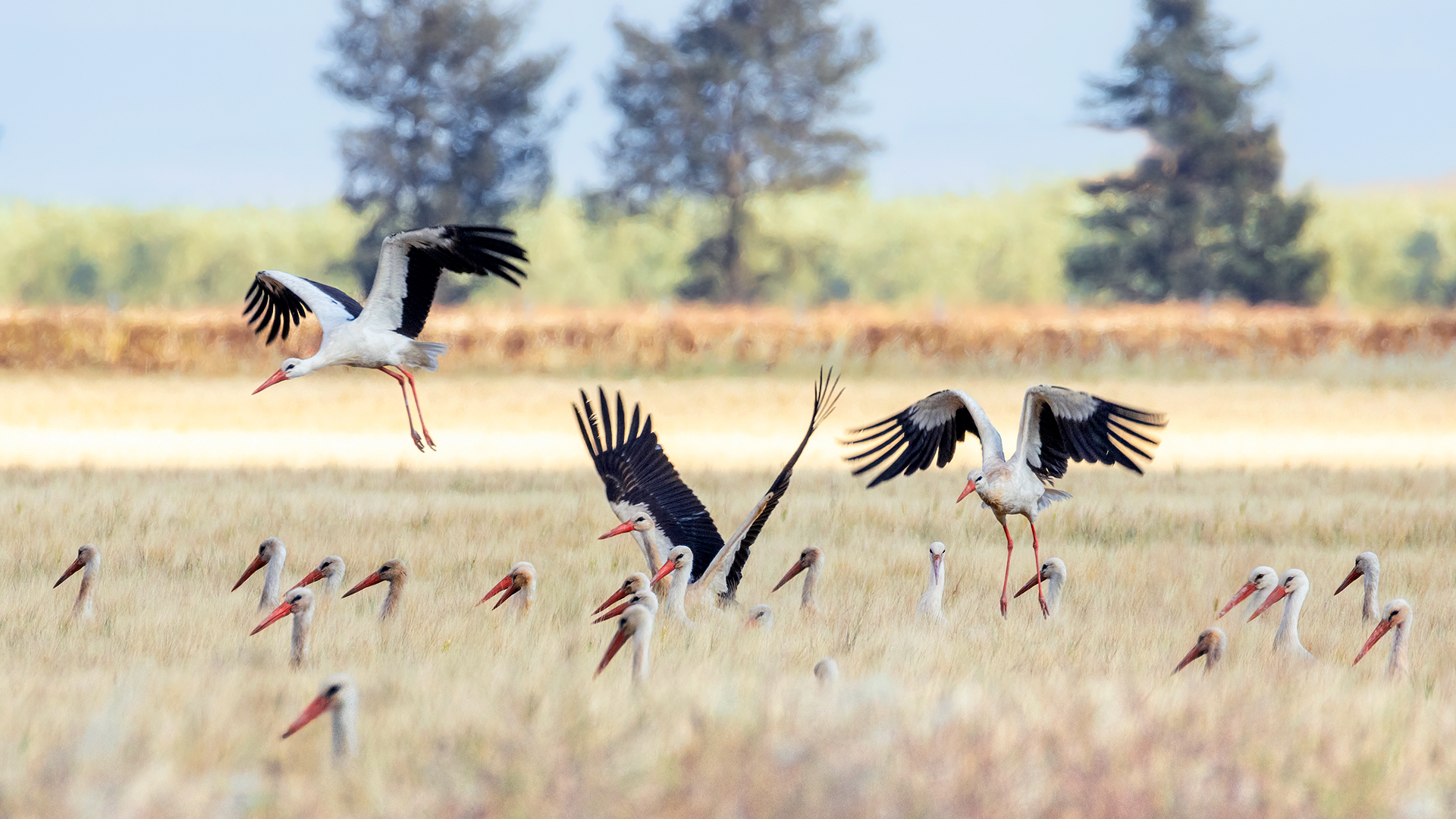 White storks