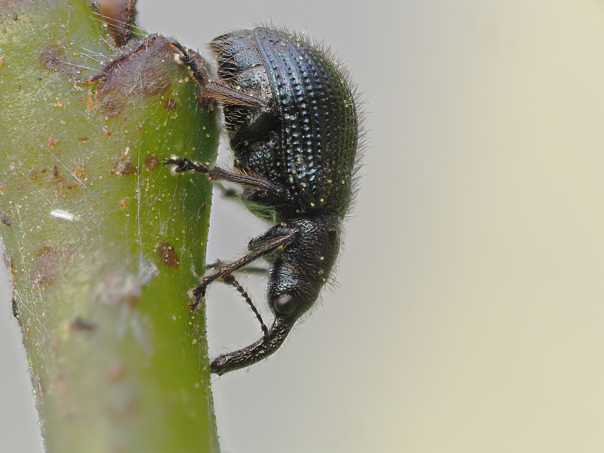 Pauxillus di Neoconoerrhinus