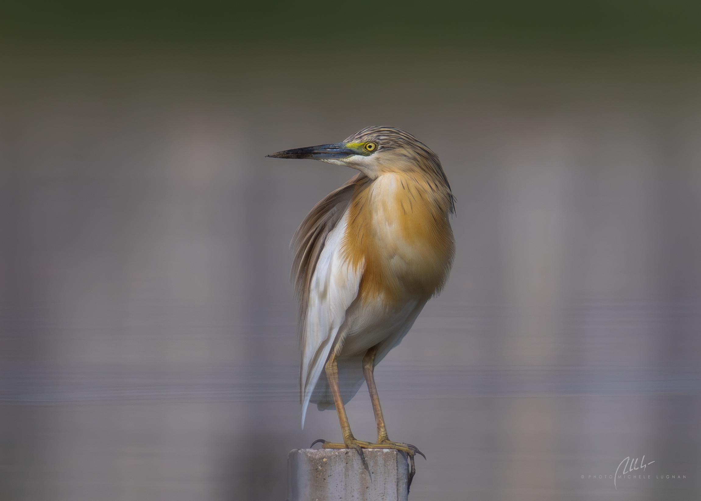 Sgarza ciuffetto tra le vigne